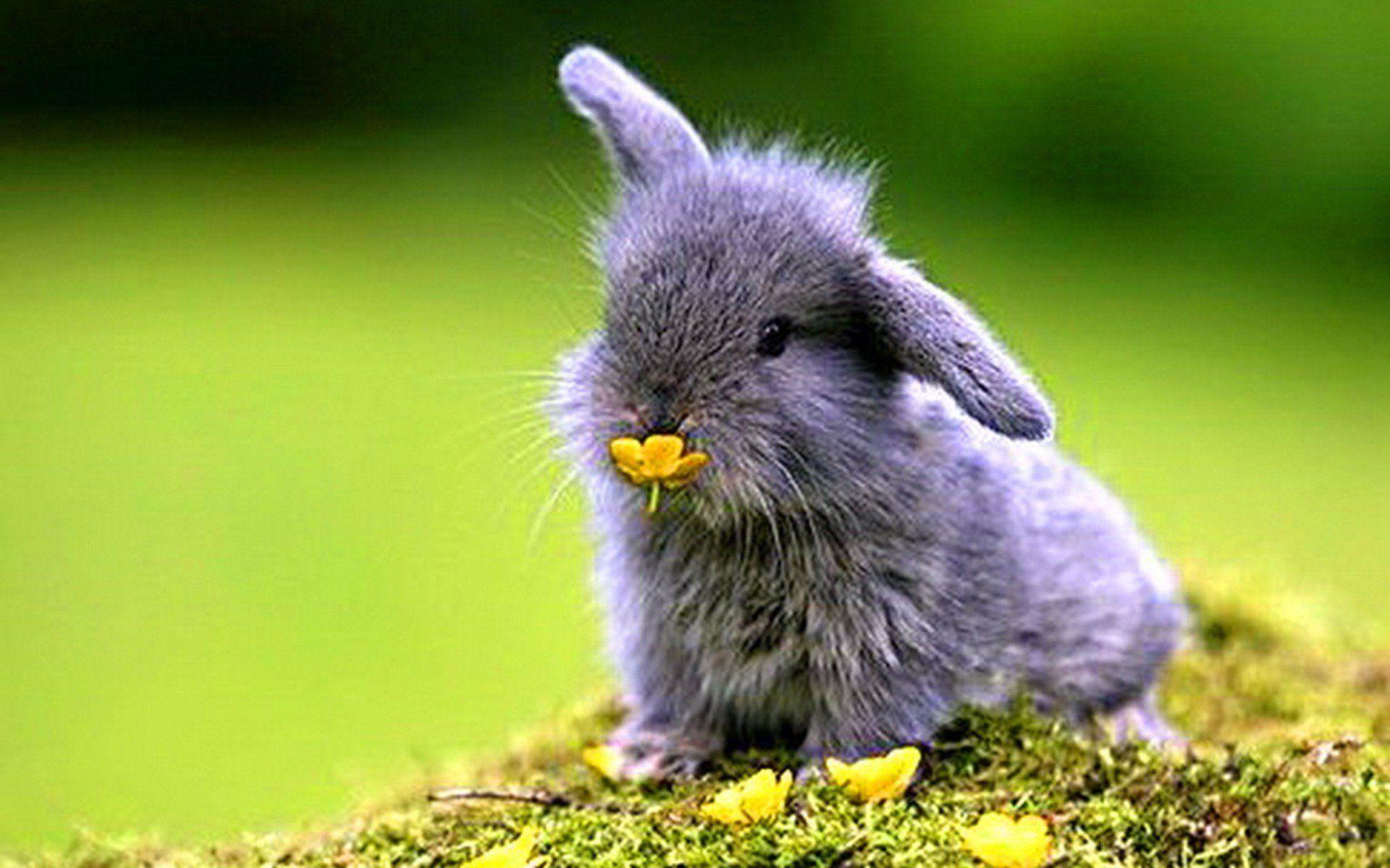 Bunny Pictures.jpg