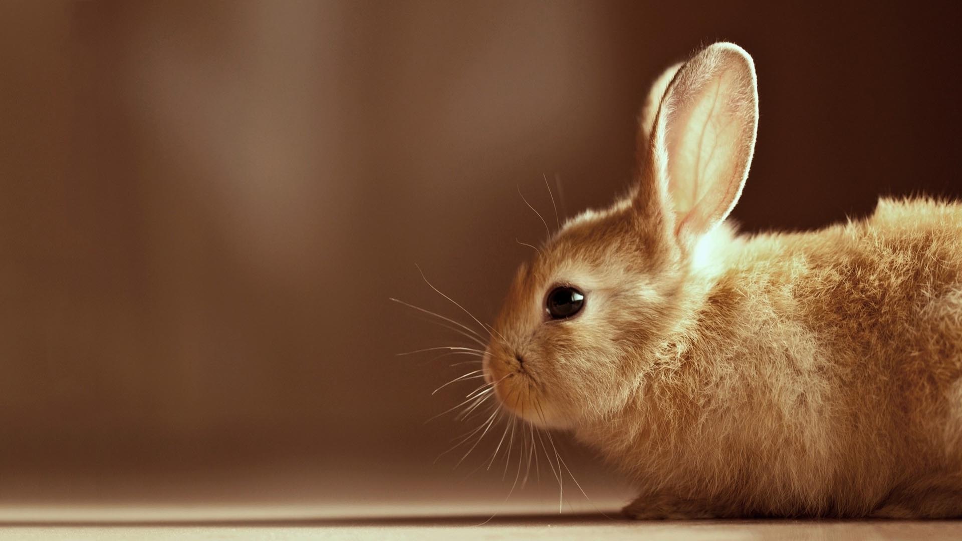 Bunny Images.jpg