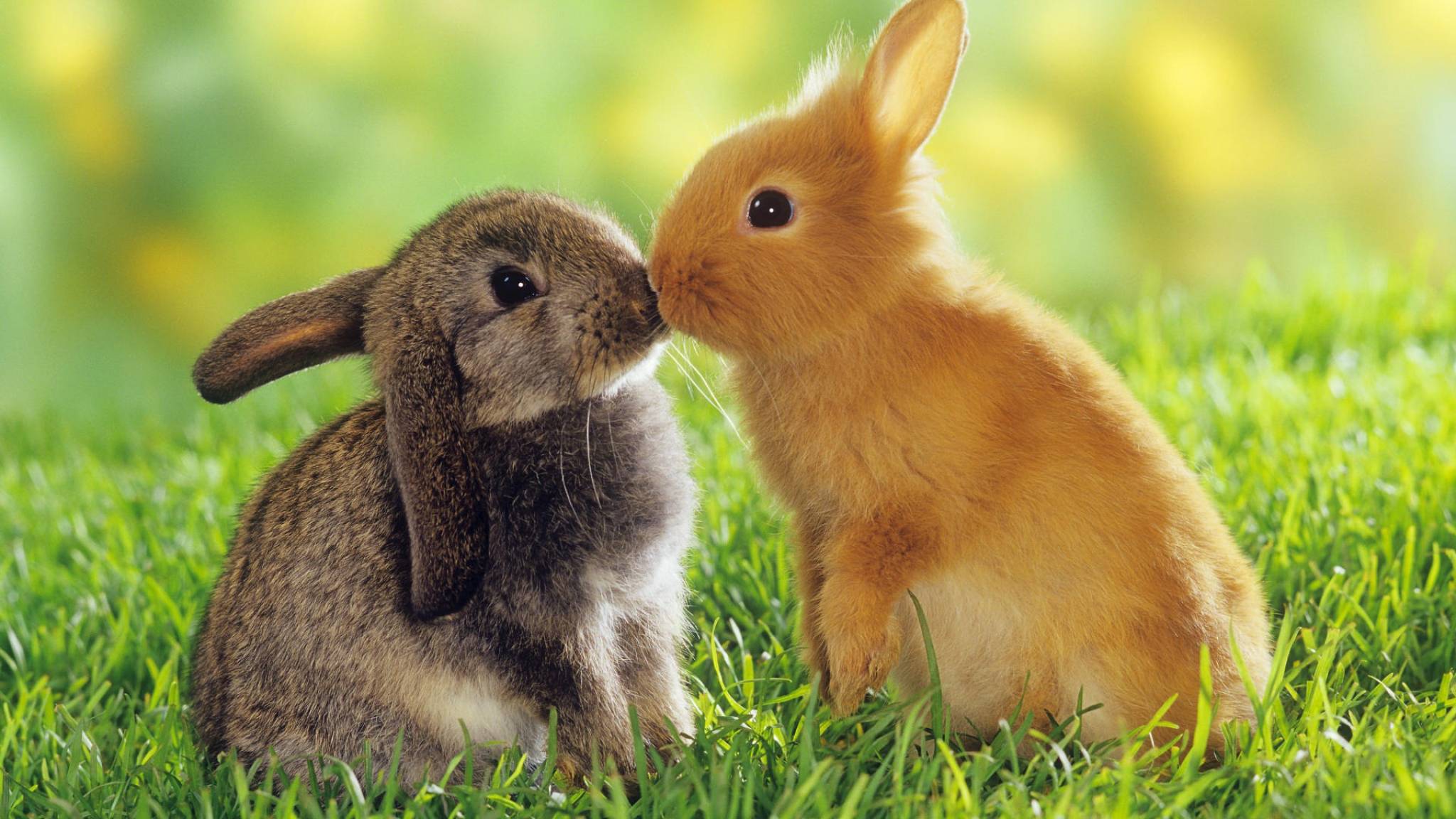 Bunny Wallpaper.jpg