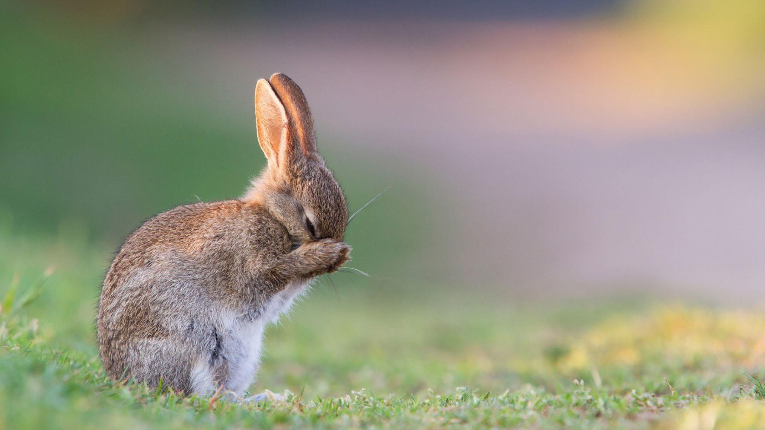 Bunny Wallpapers.jpg