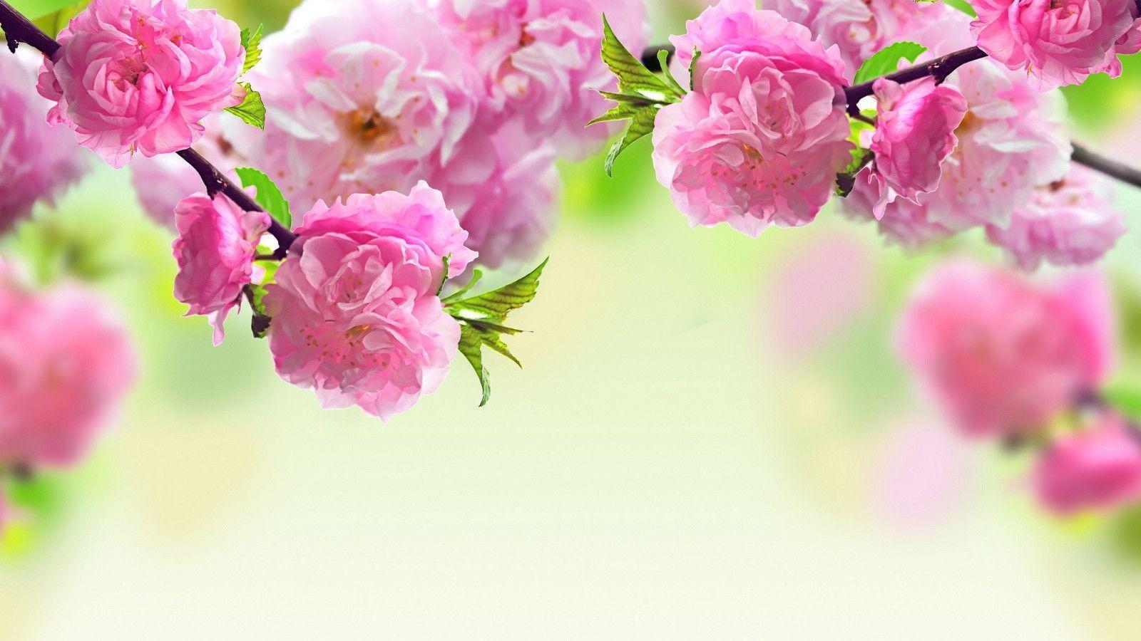 Spring Desktop Wallpapers.jpg