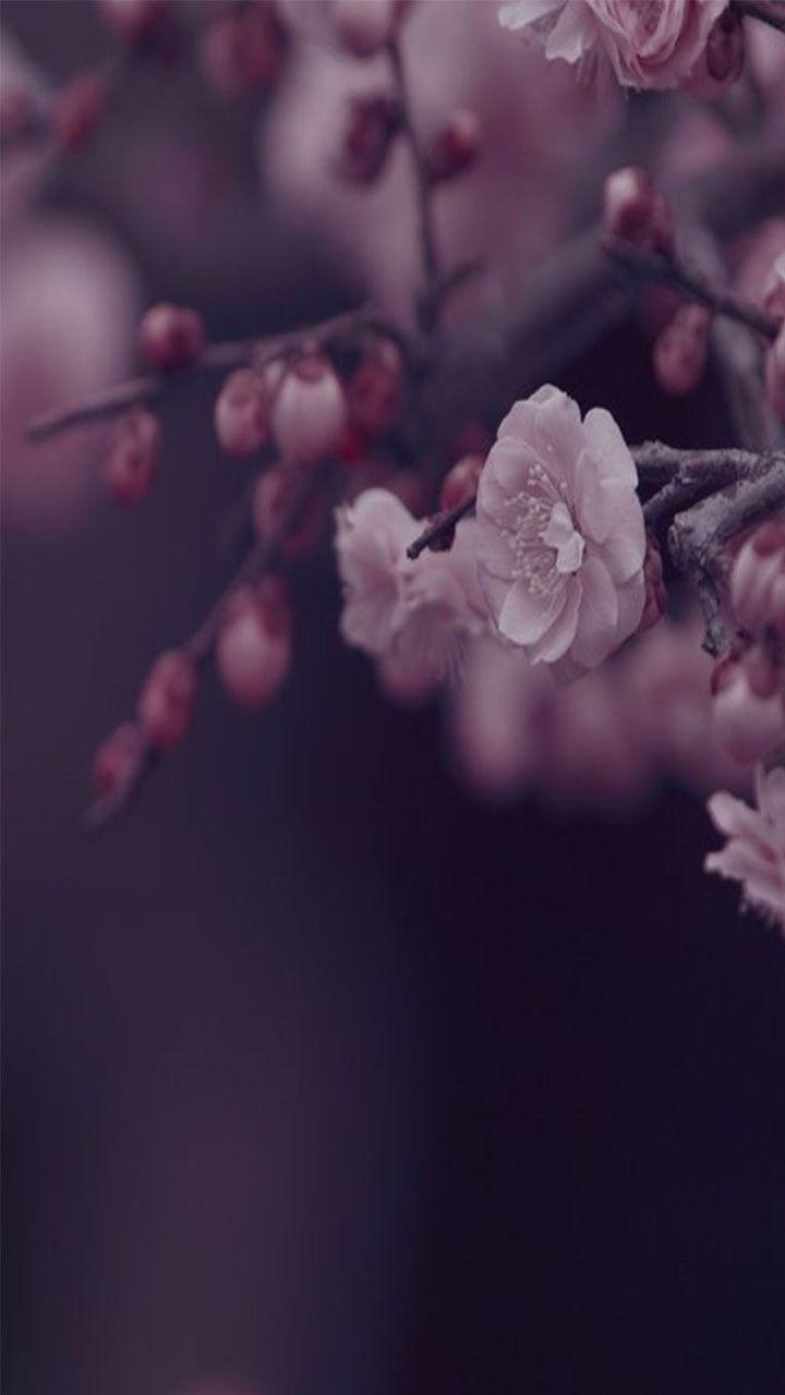 Flower Phone Wallpapers.jpg