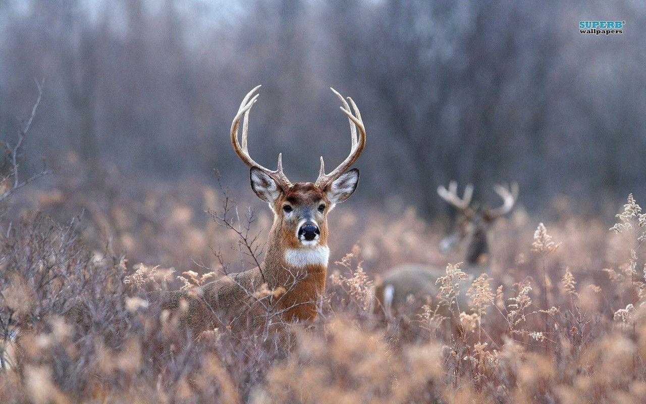 Deer Hunting Image.jpg