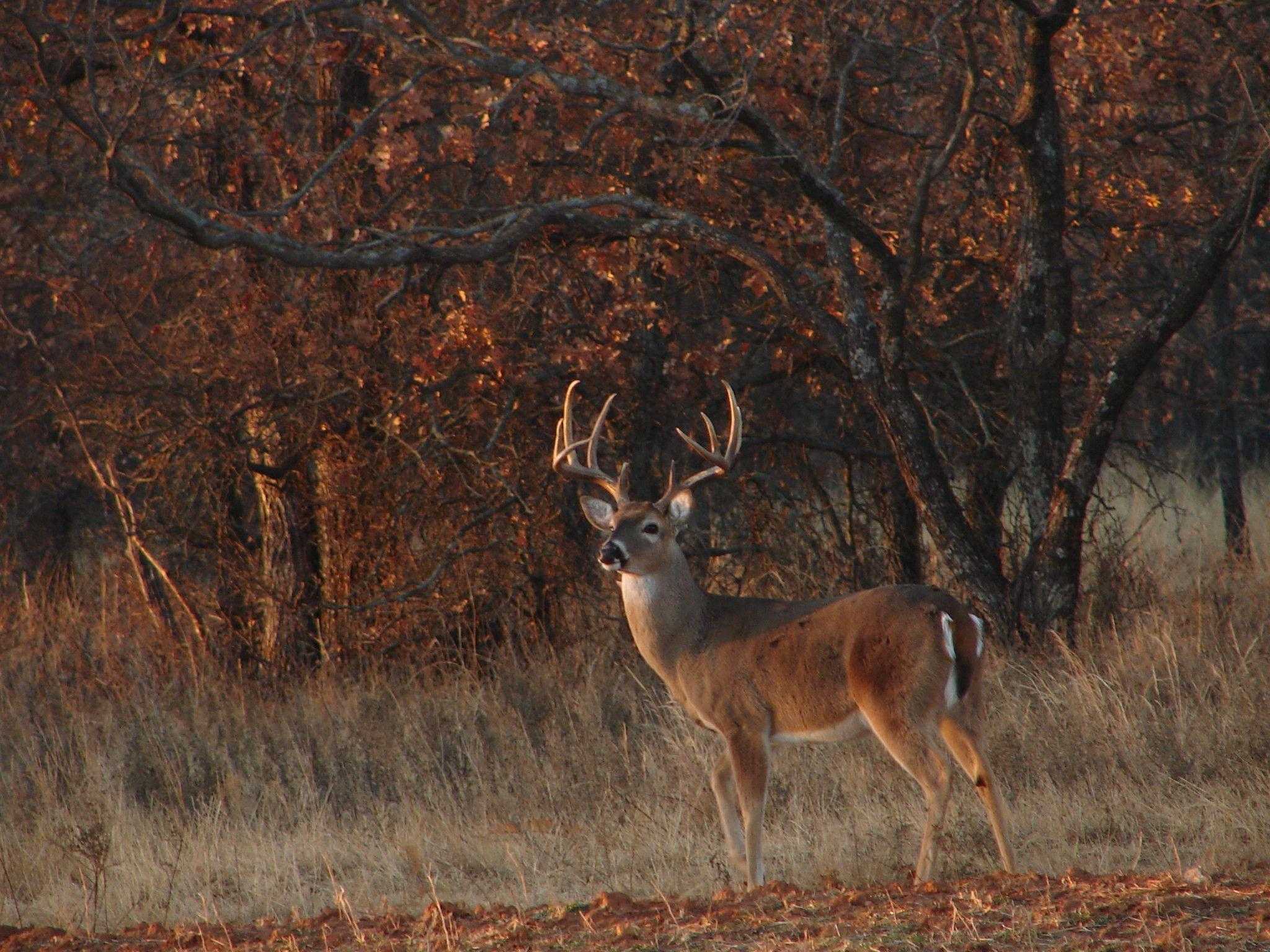 Deer Hunting Wallpaper.jpg