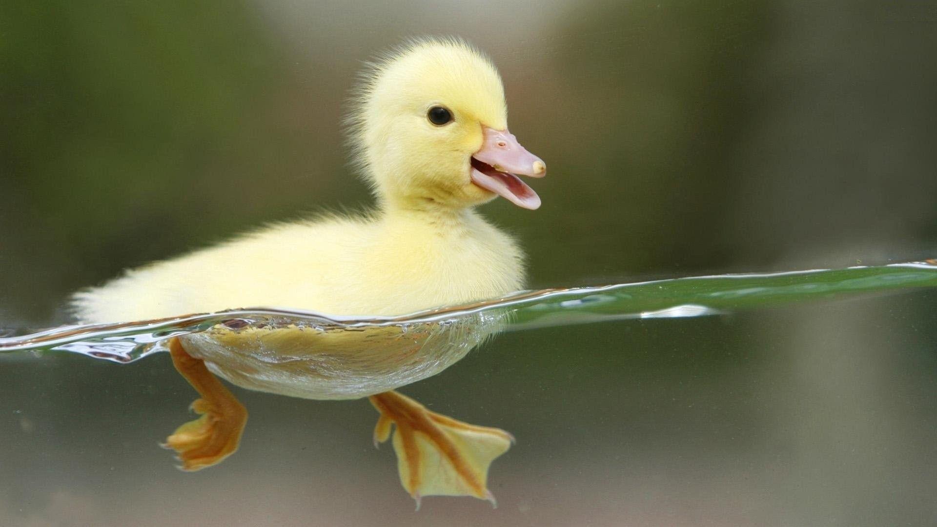 Cute Duck Pictures.jpg