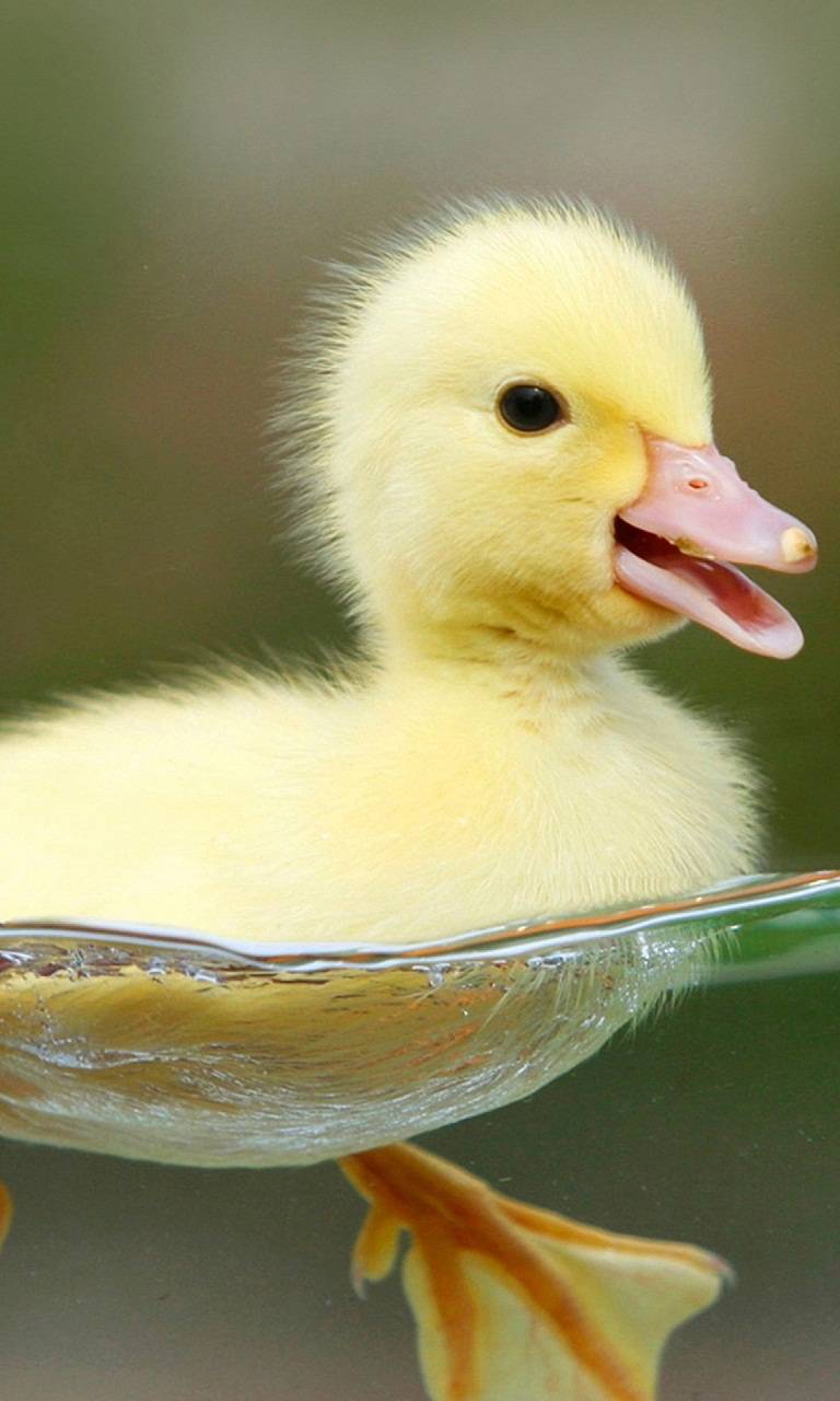 Cute Duck Images.jpg