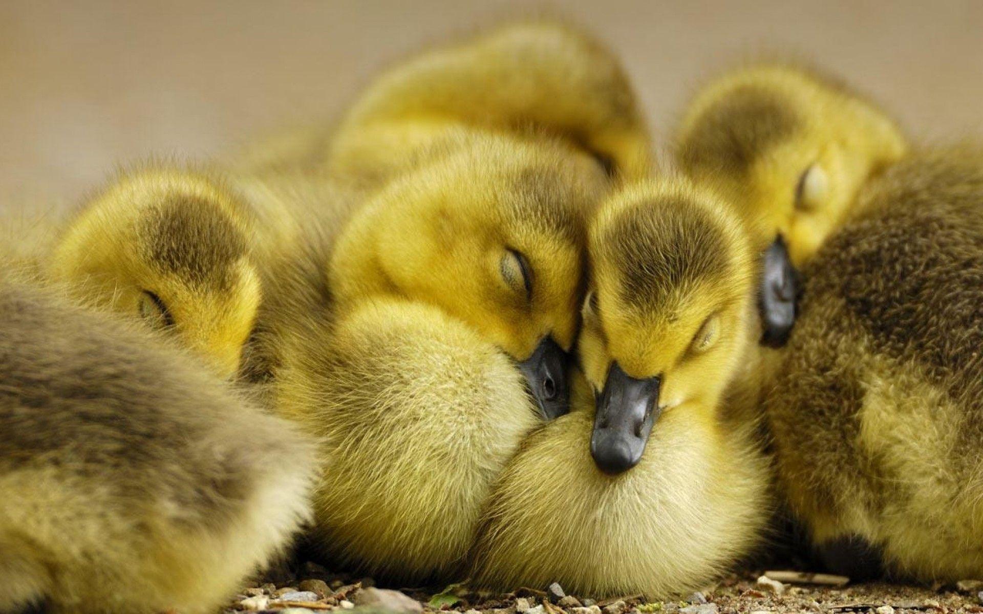 Cute Duck Wallpapers.jpg