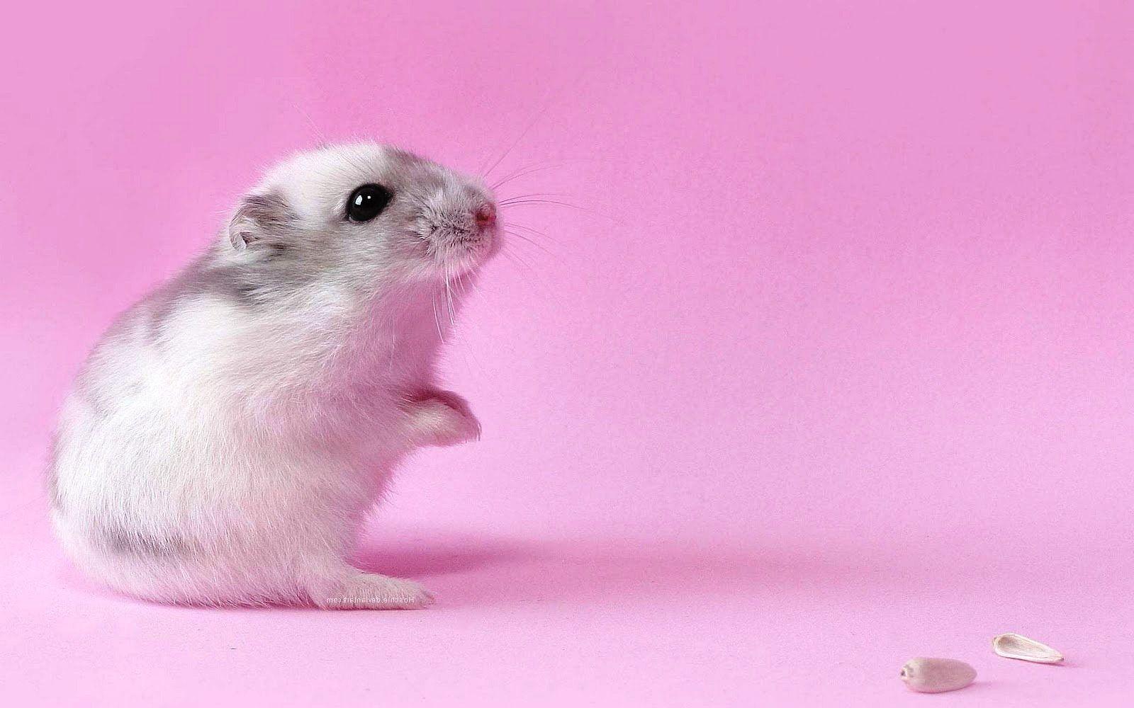 Hamster Pictures.jpg