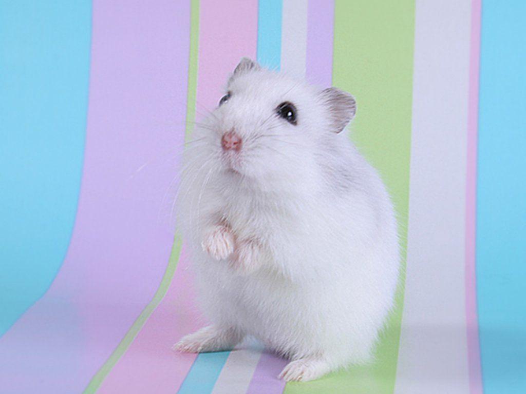 Hamster Image.jpg