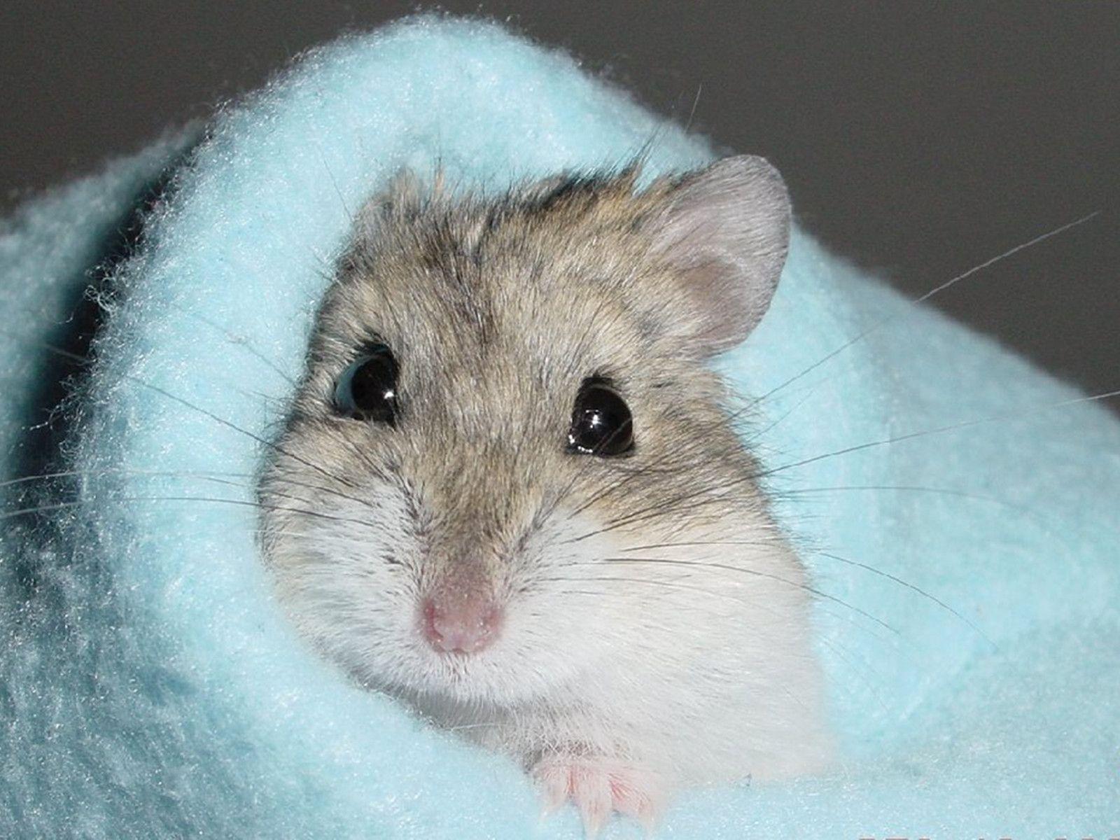 Hamster Picture.jpg