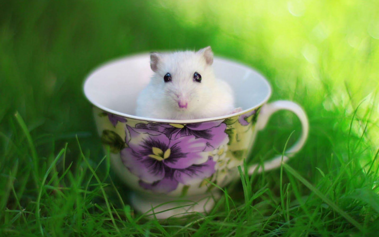 Hamster Wallpaper.jpg