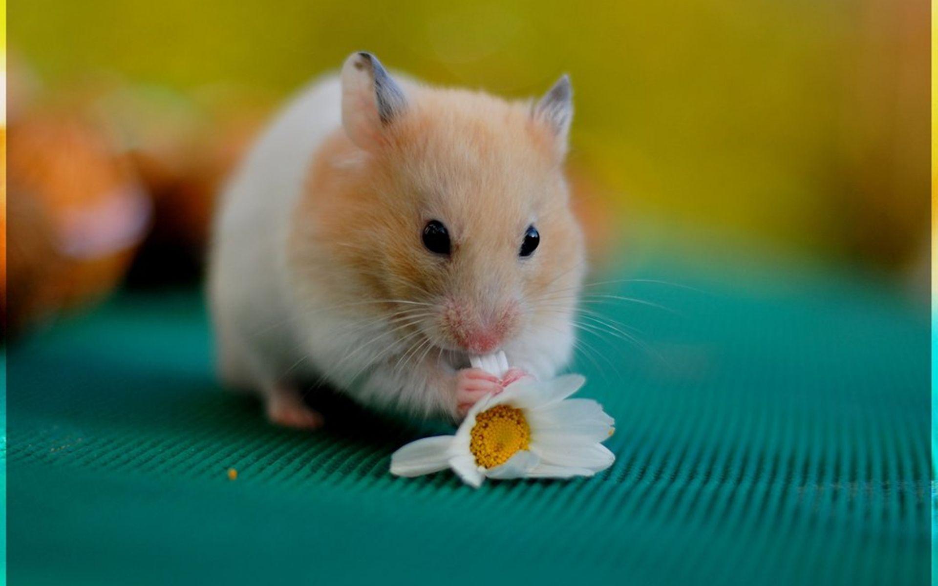 Hamster Images.jpg