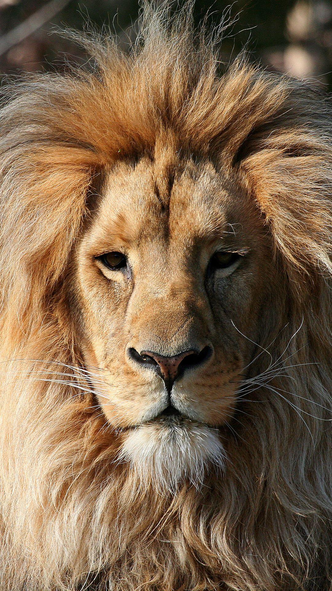 Lion iPhone Picture.jpg