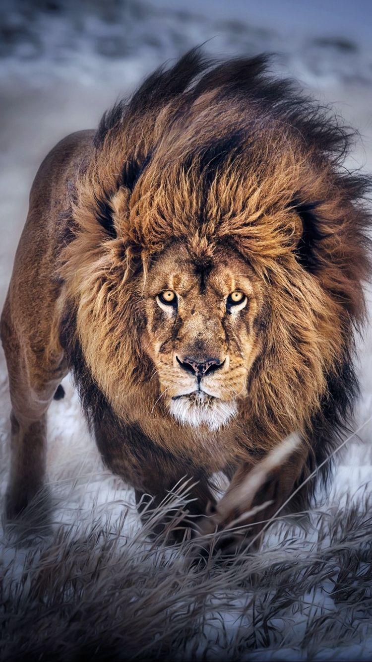 Lion iPhone Image.jpg