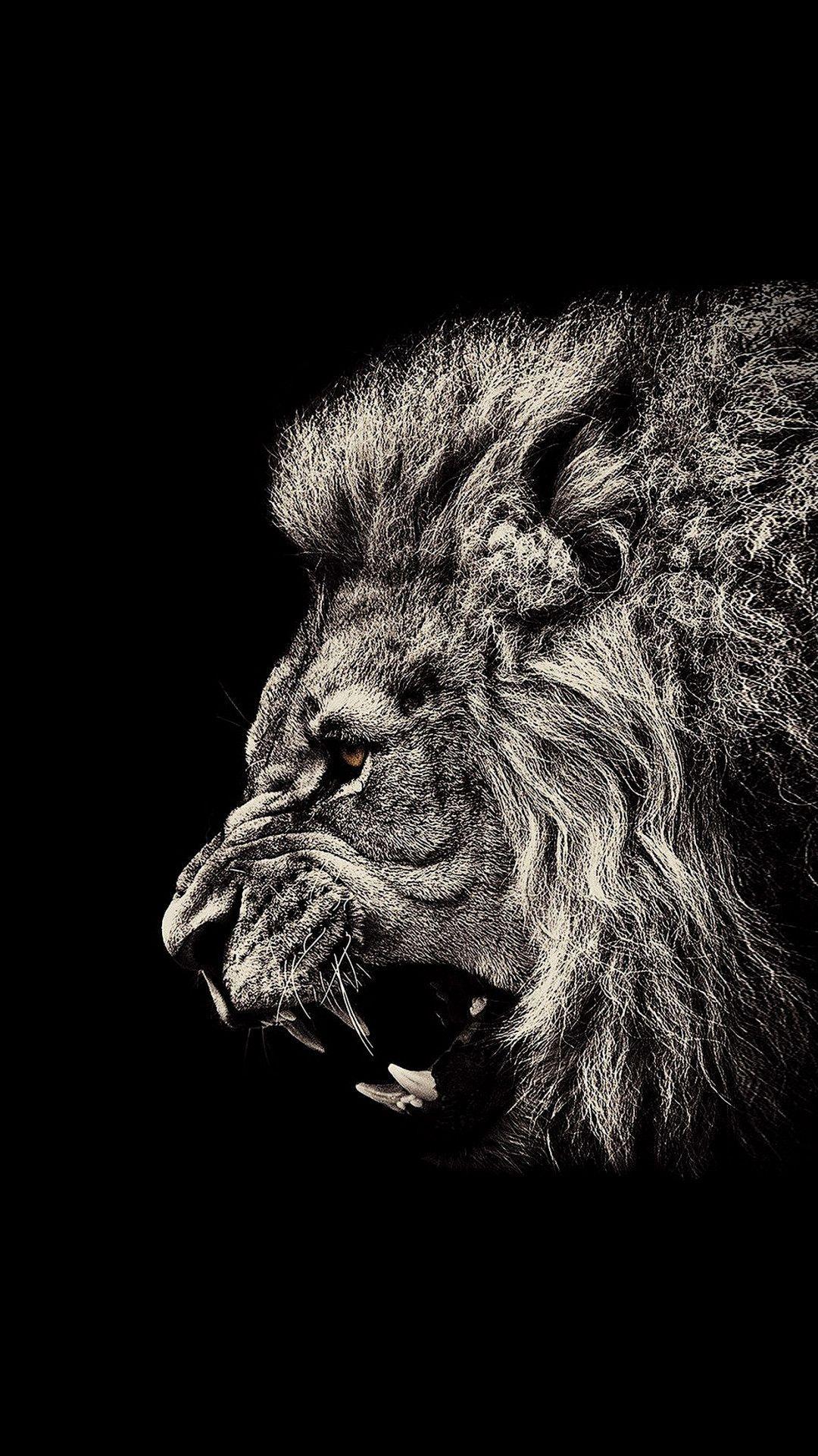 Lion iPhone Images.jpg