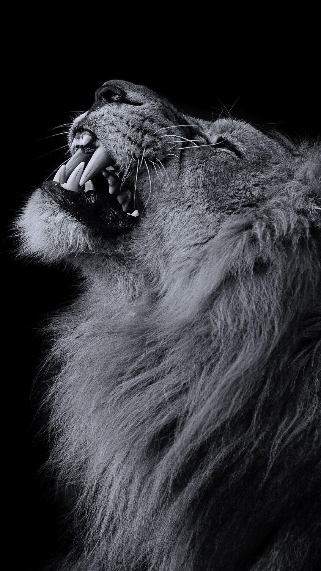 Lion iPhone Wallpapers.jpg