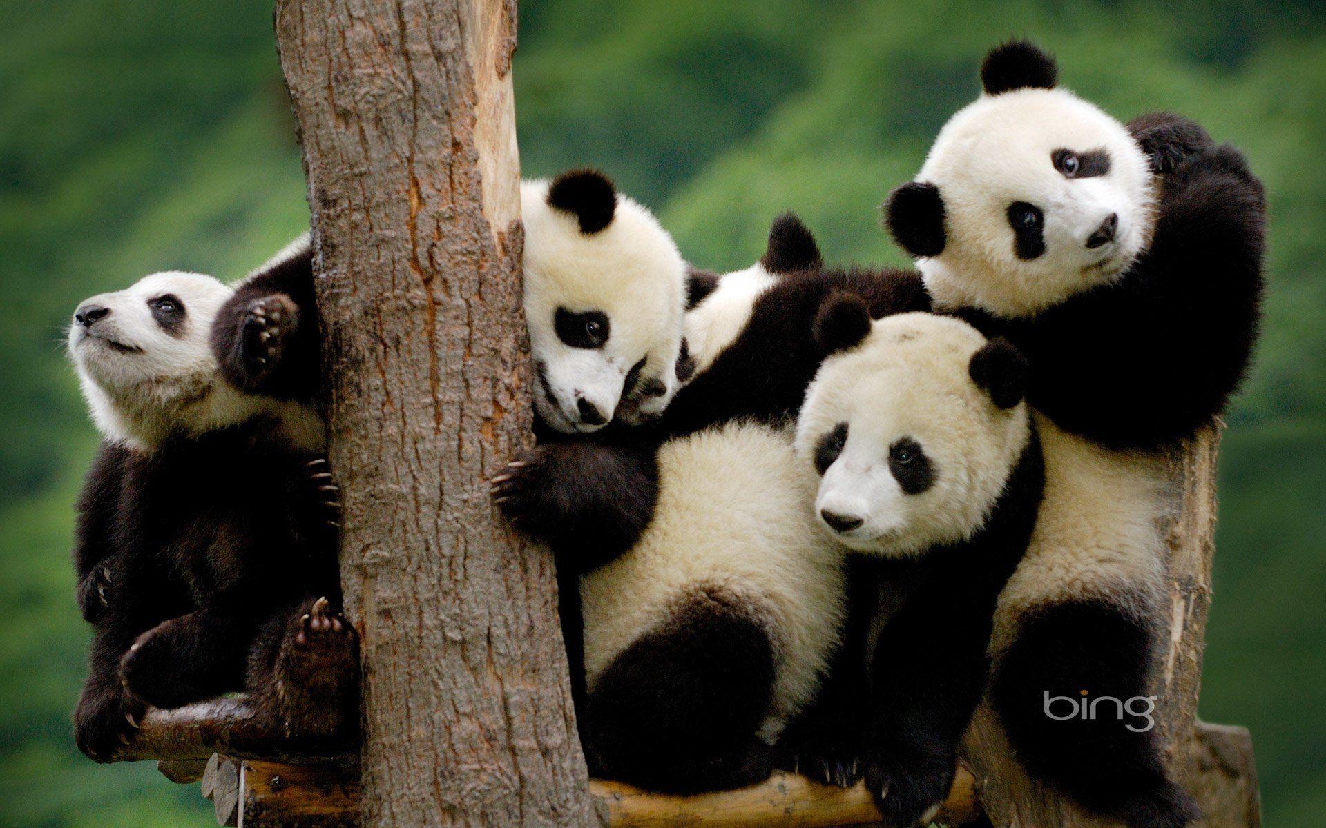 Beautiful Panda picture.jpg