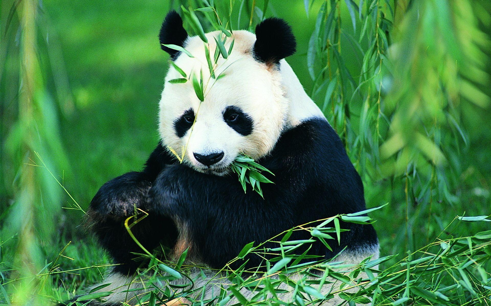 Beautiful Panda Wallpaper.jpg