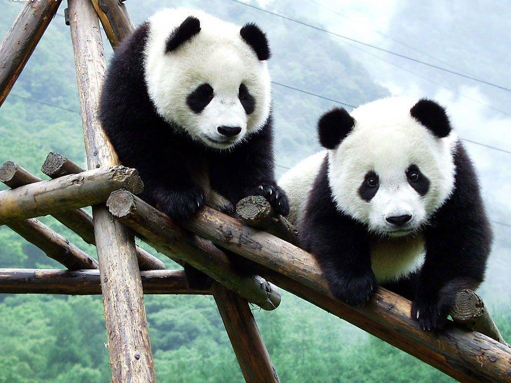 Beautiful Panda photo.jpg