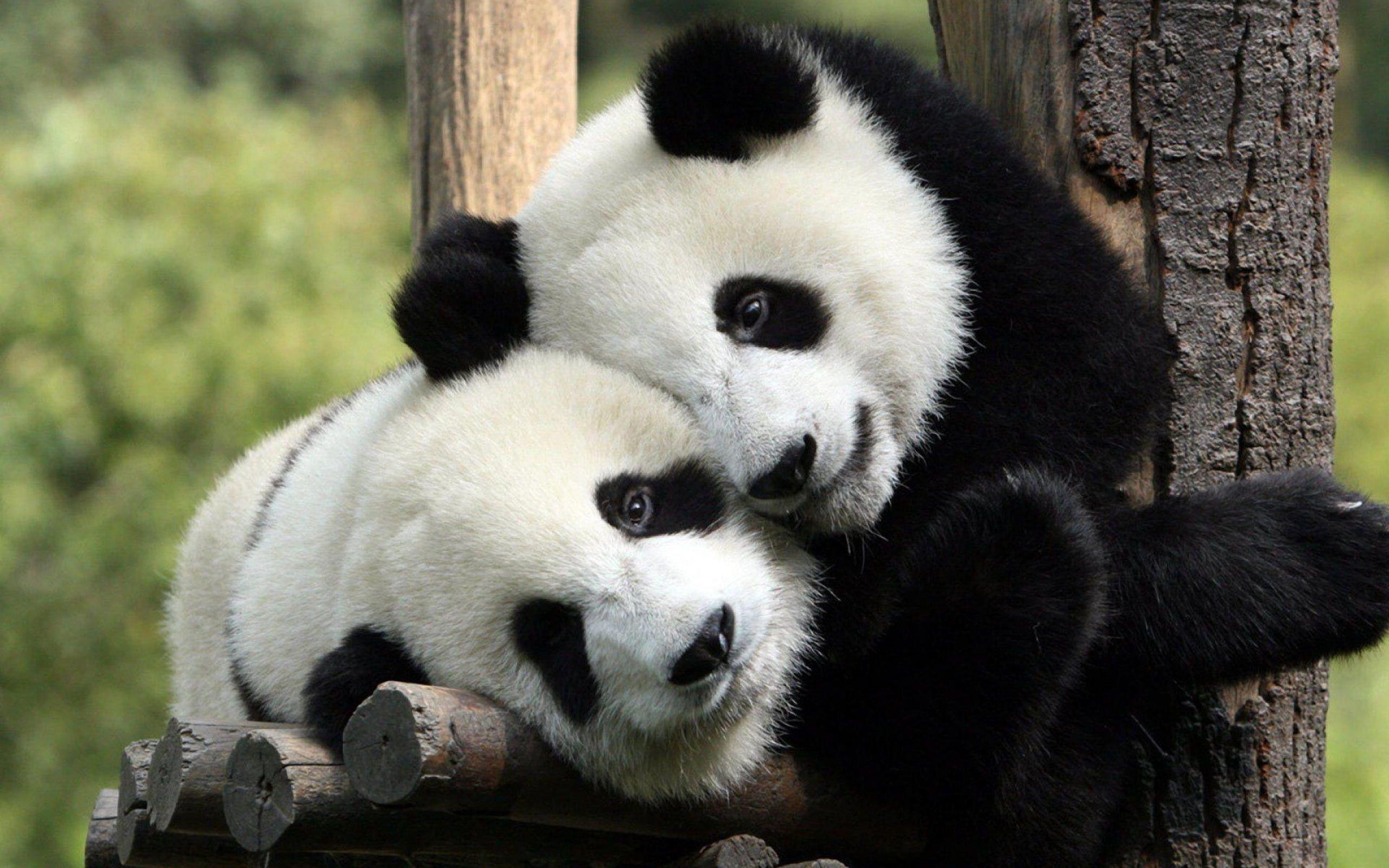 Beautiful Panda photos.jpg