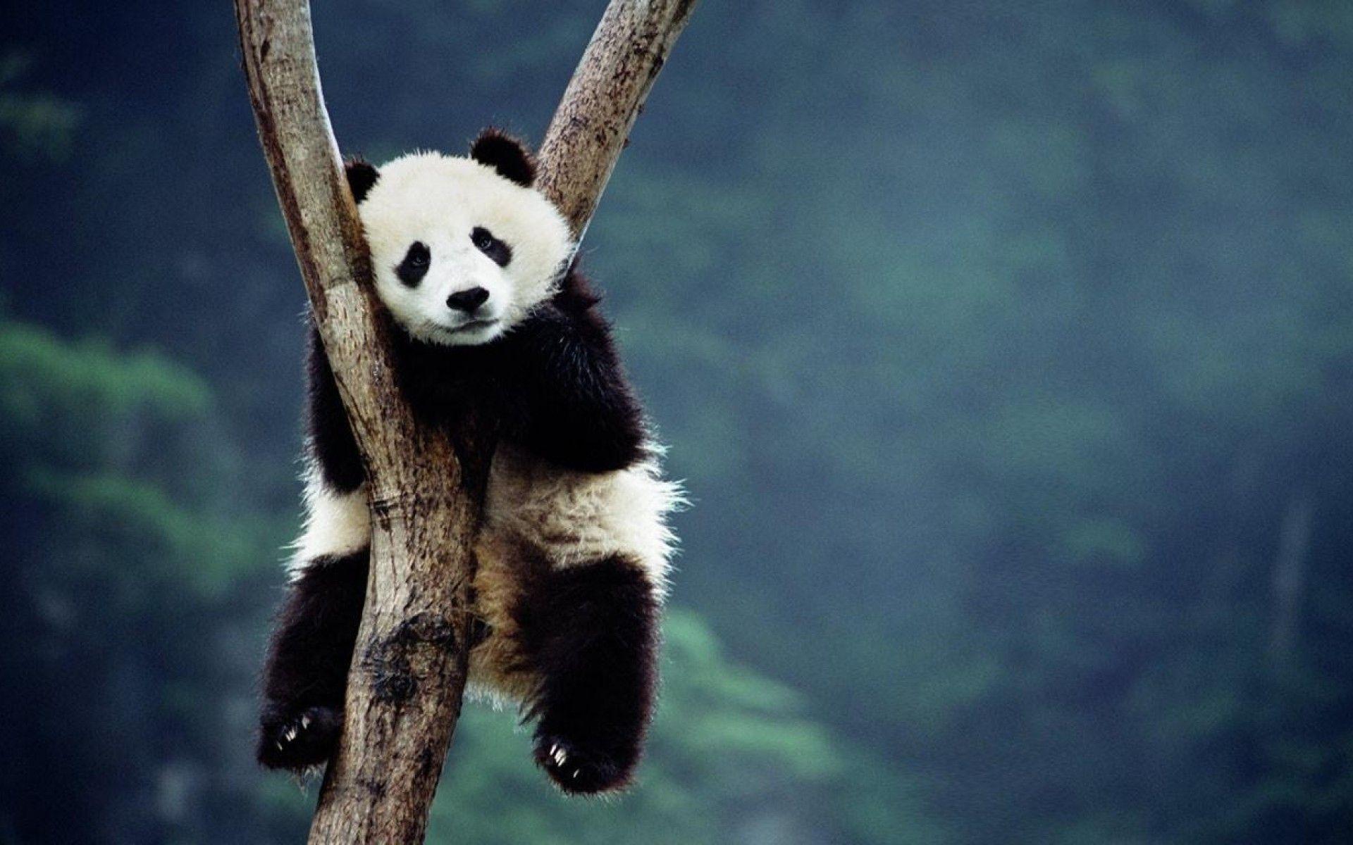 Beautiful Panda images.jpg