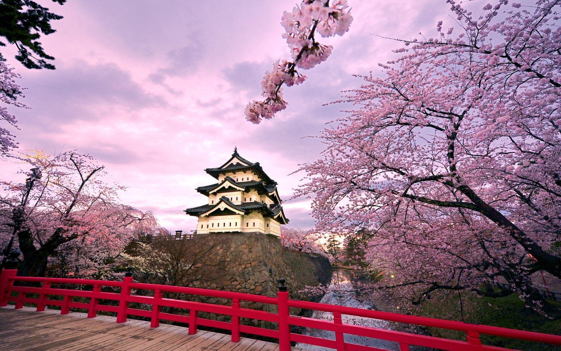 Japanese Sakura images.jpg