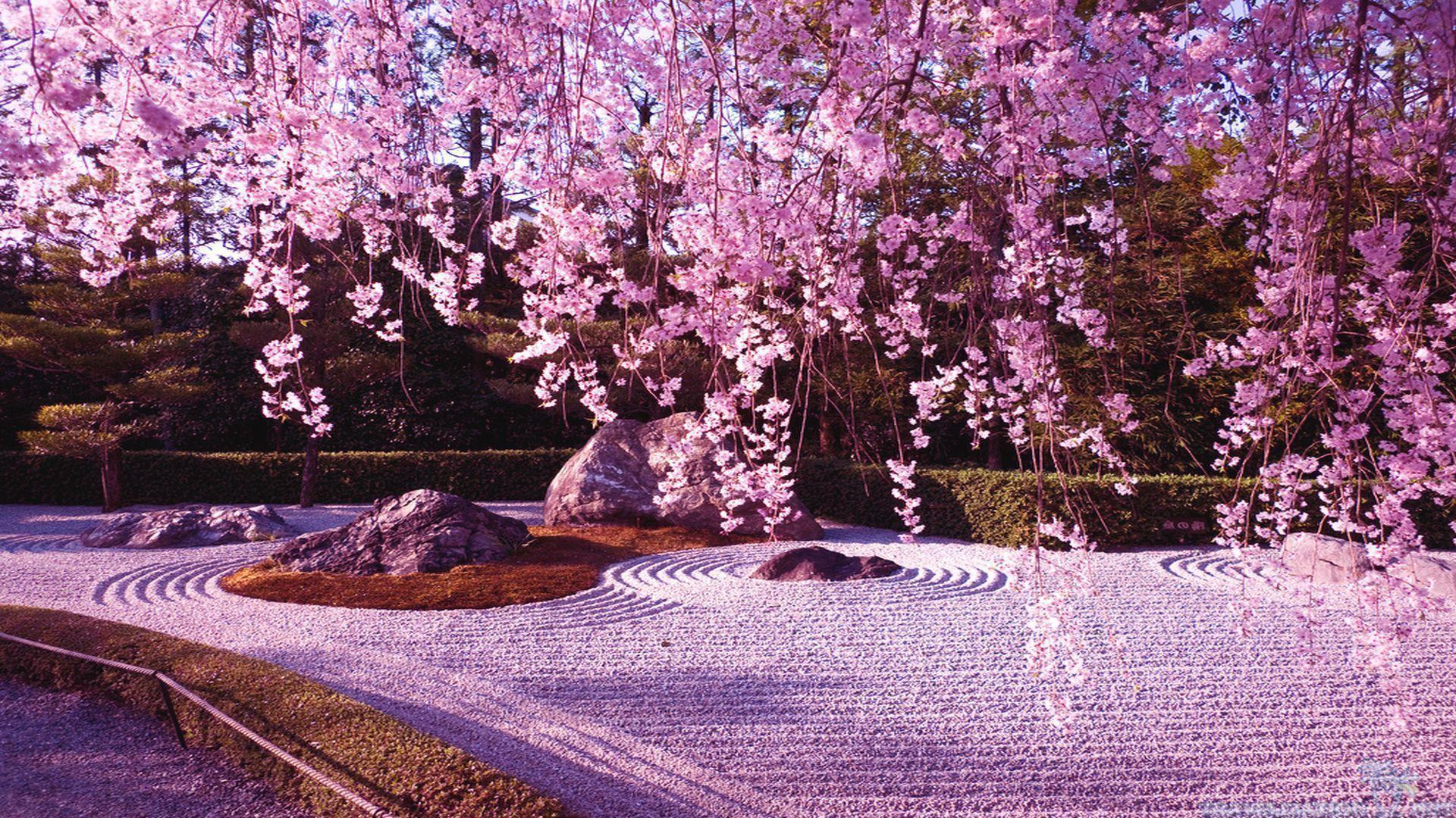 Japanese Sakura wallpaper.jpg