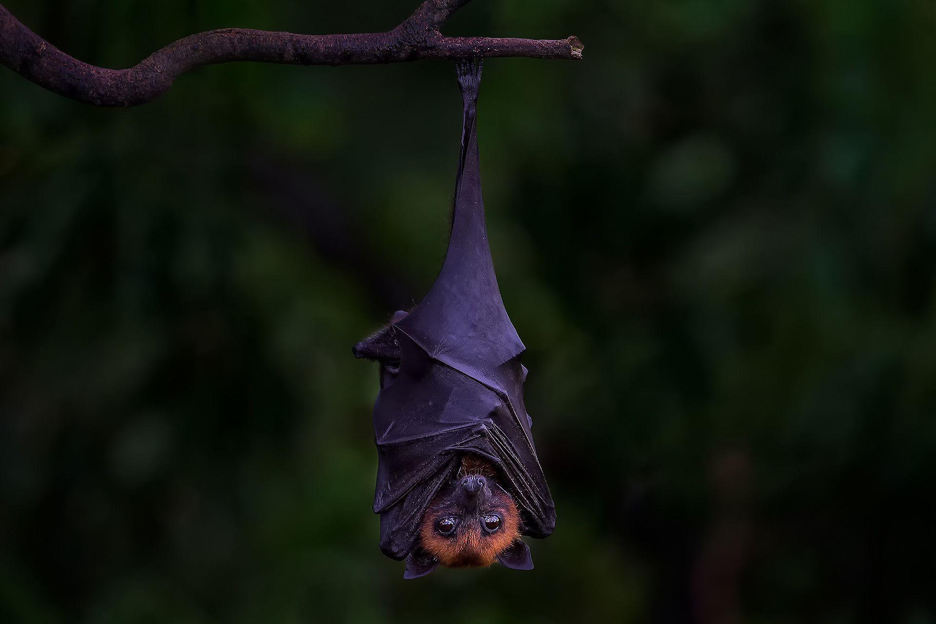 Bat pictures.jpg