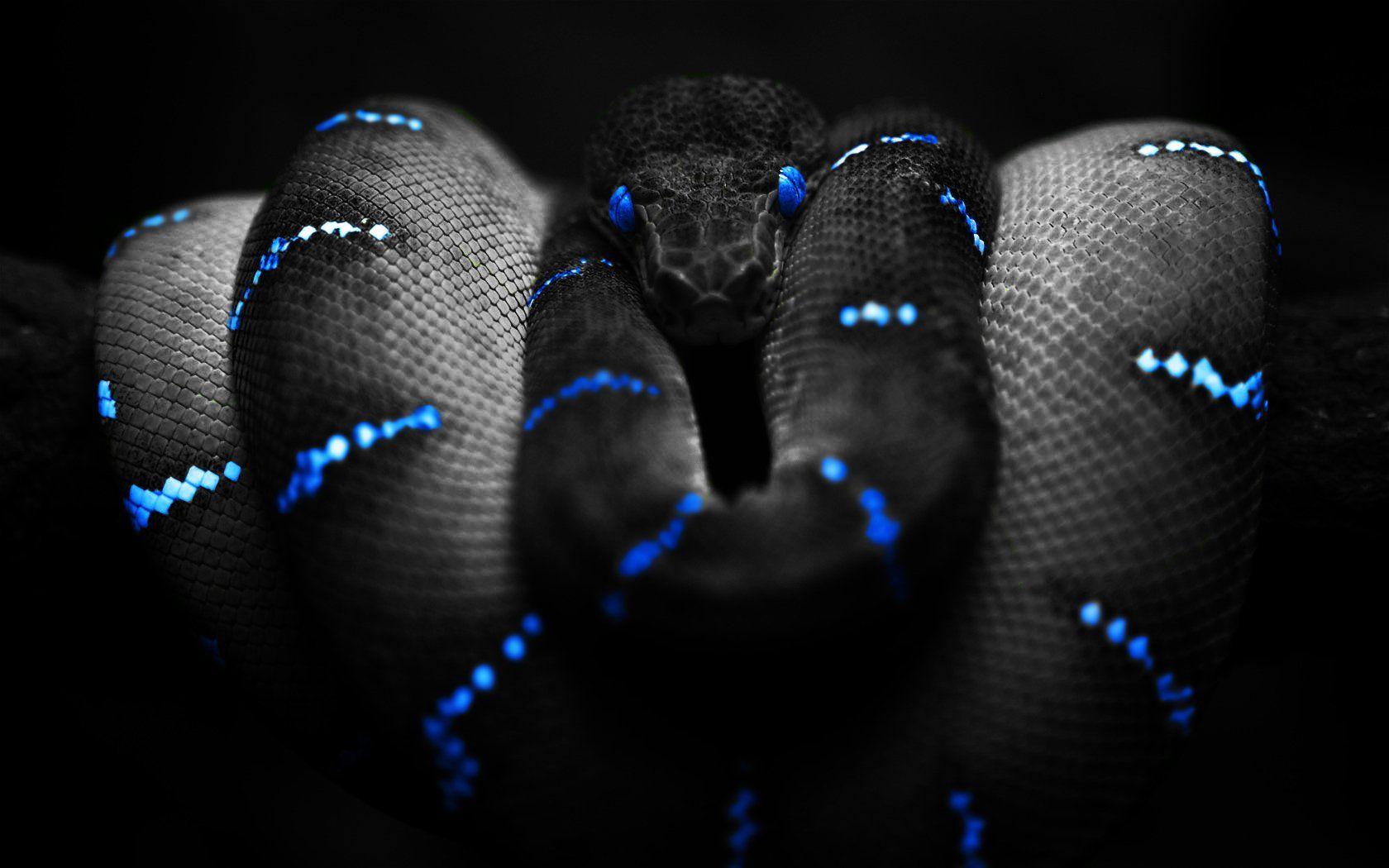 Cool Snake wallpapers.jpg