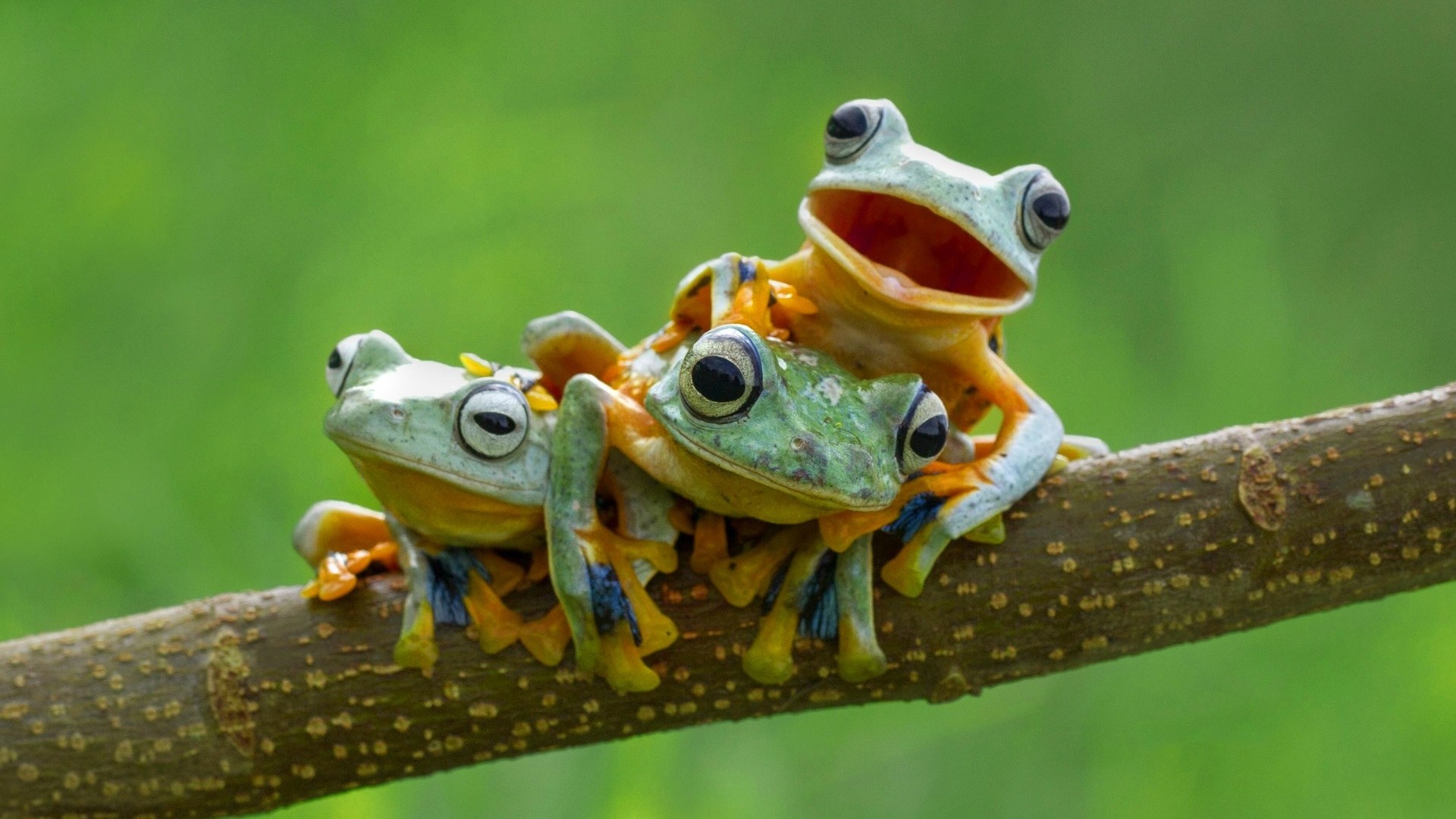 Cute Frog Wallpaper.jpg