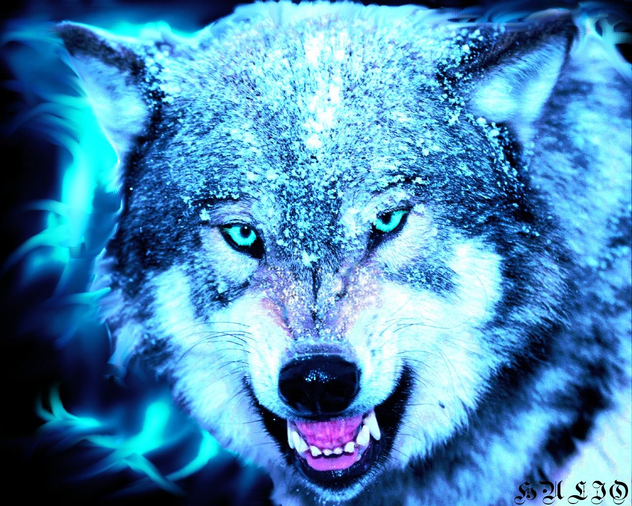 Cool Wolf Picture.jpg