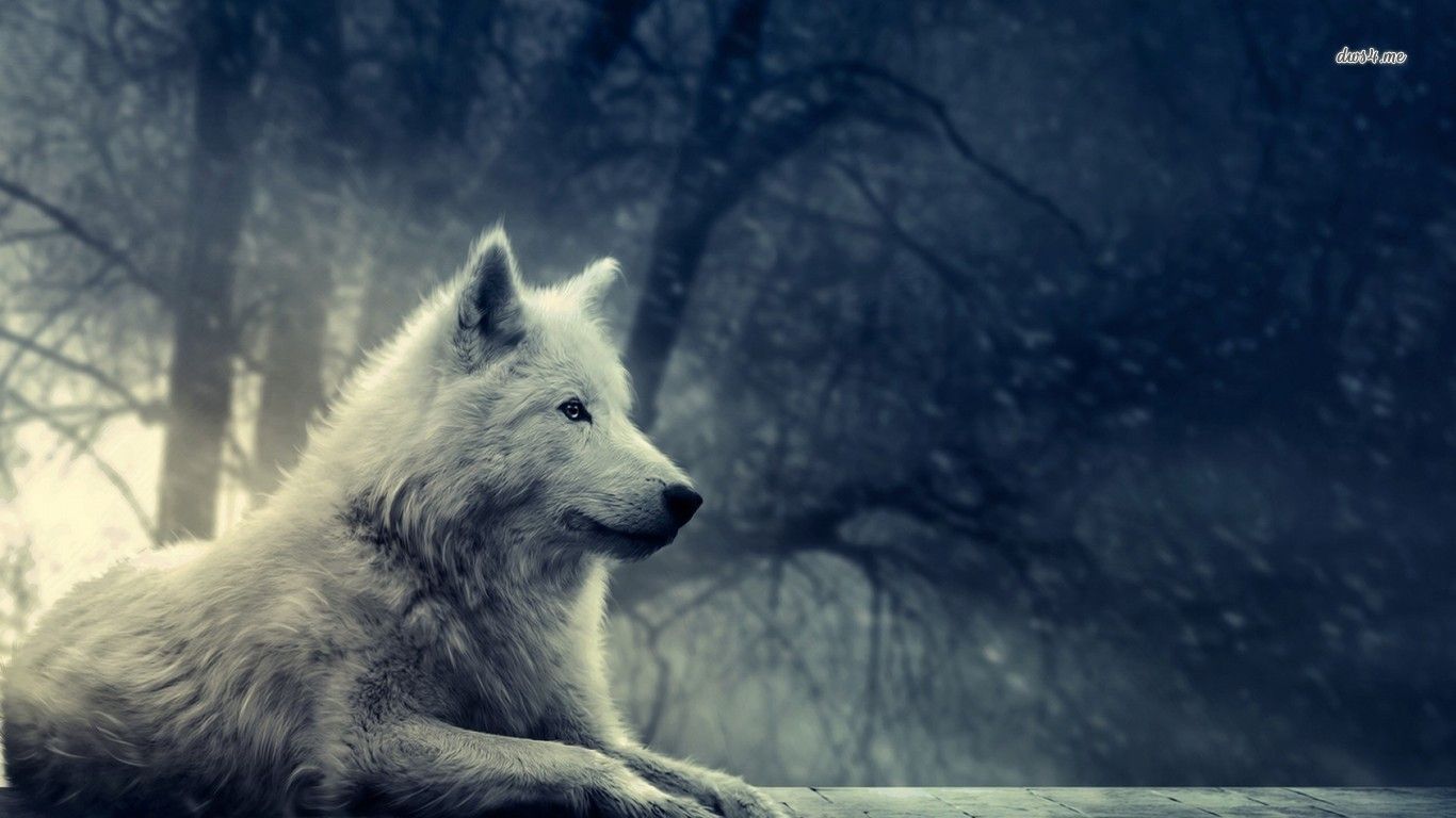 Cool Wolf Photo.jpg