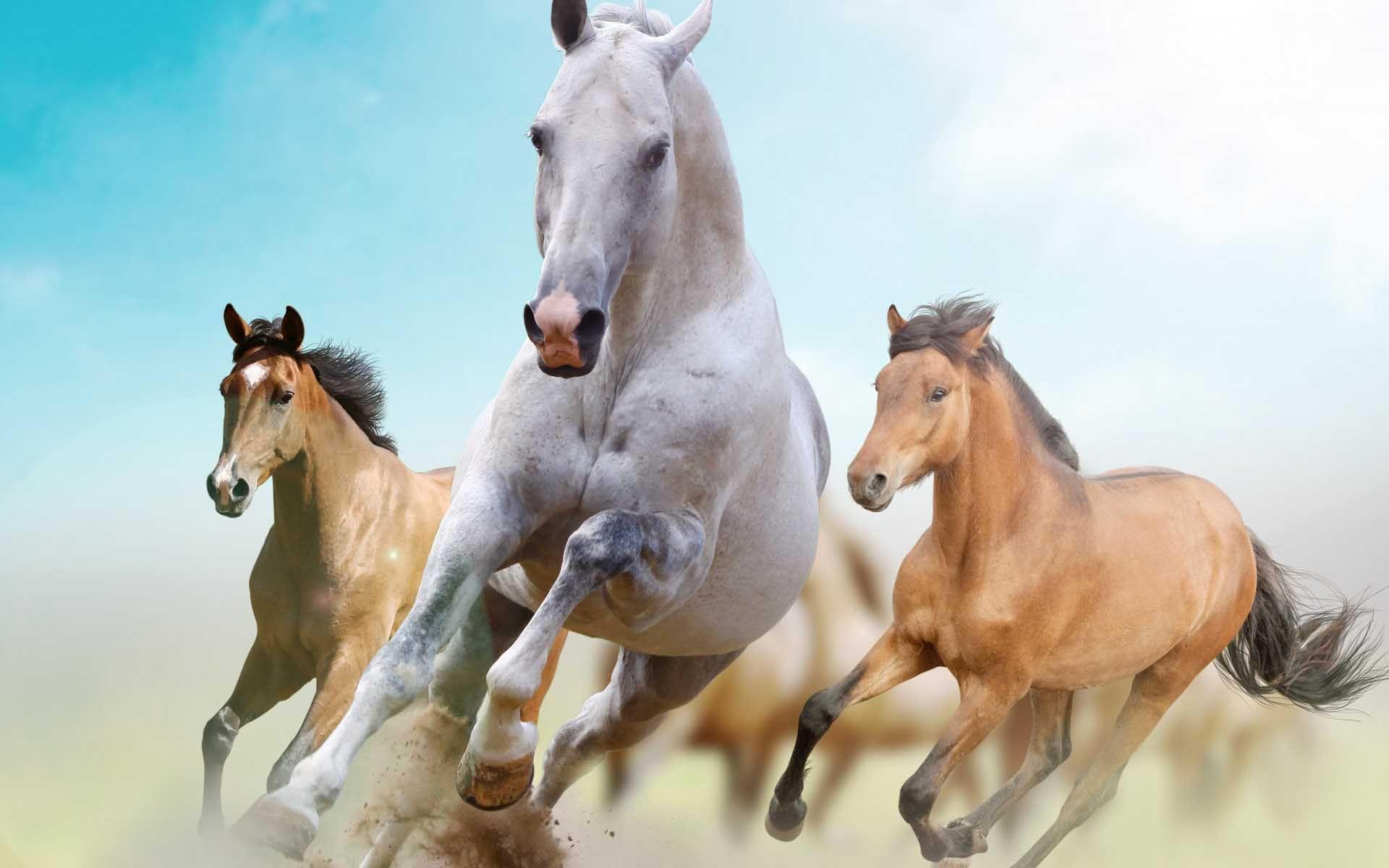 Beautiful Horses Images.jpg