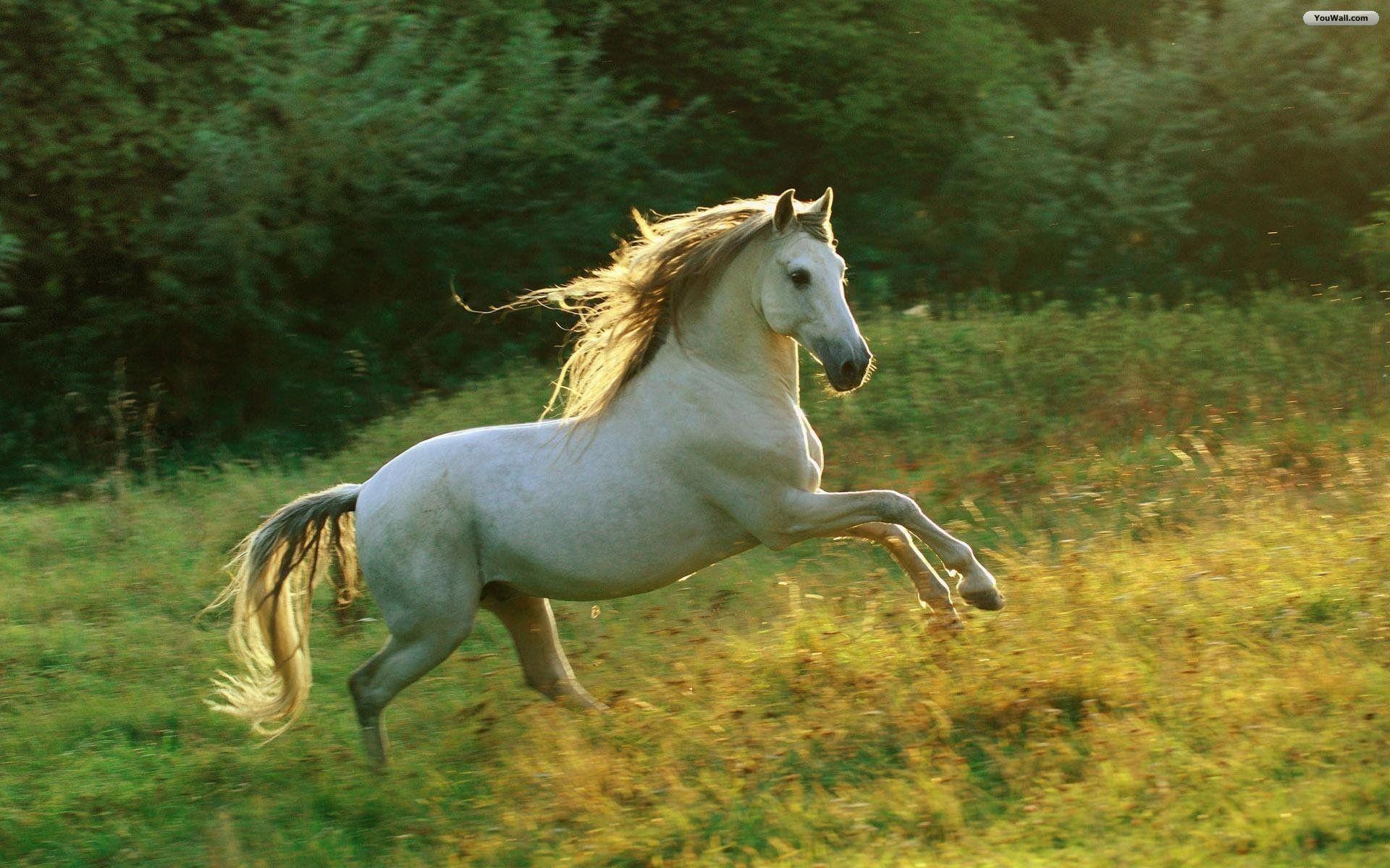 Beautiful Horses Wallpaper.jpg