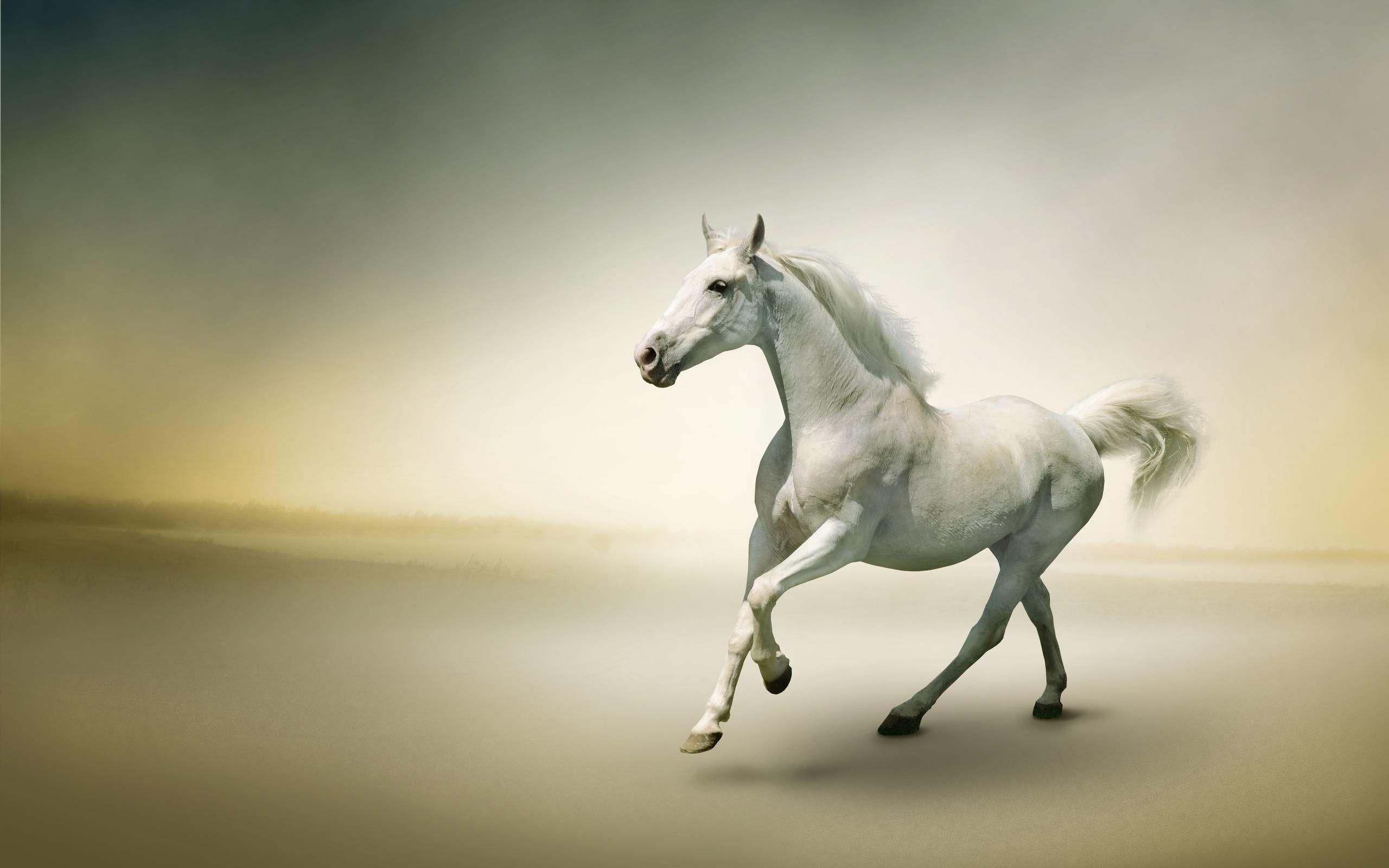 Beautiful Horses Picture.jpg