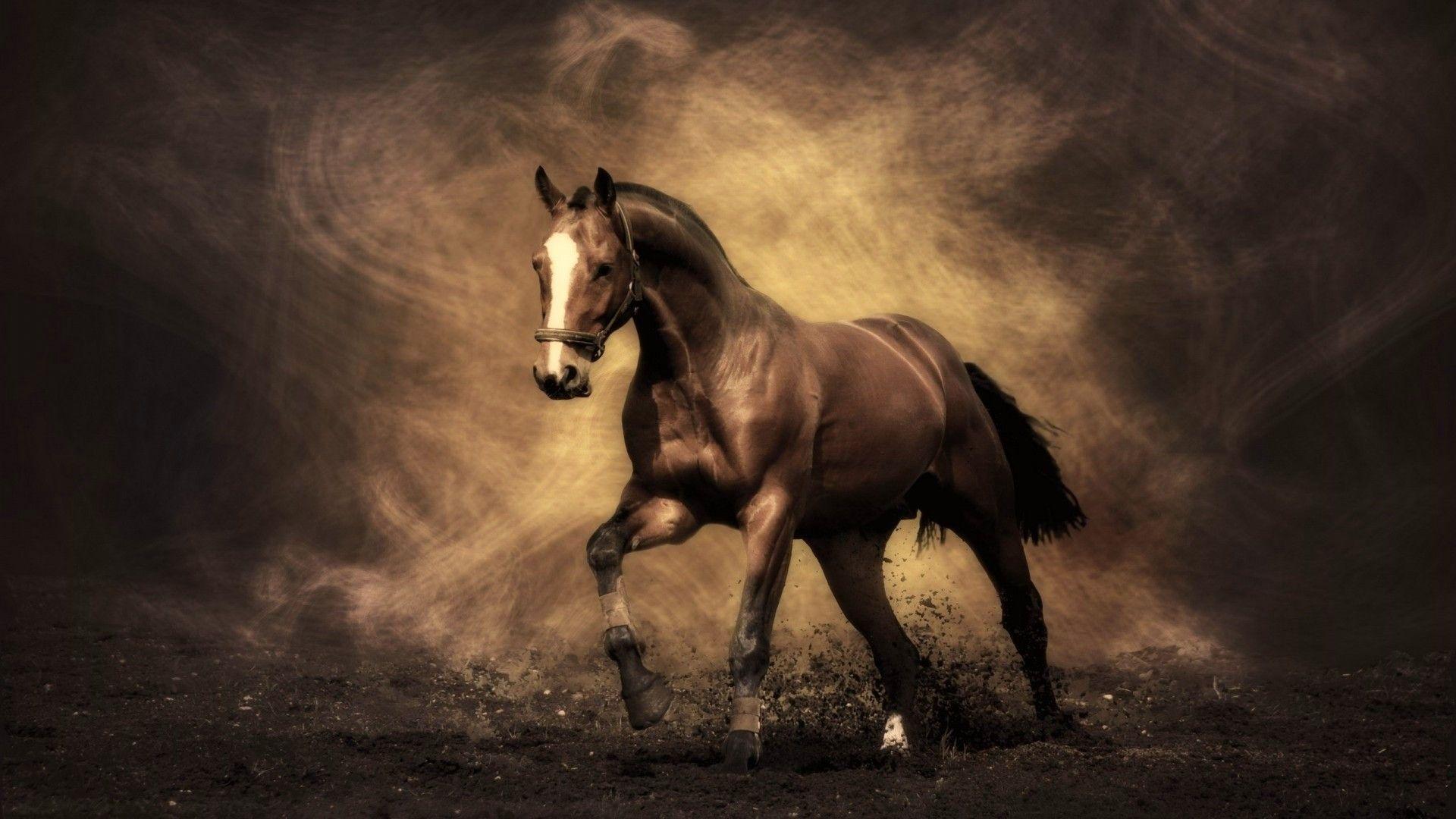 Beautiful Horses Wallpapers.jpg