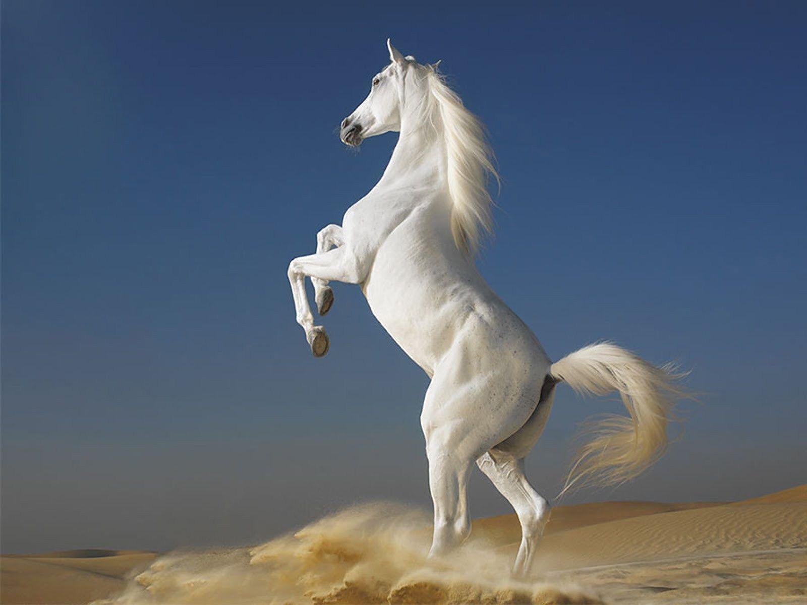 Beautiful Horses Pictures.jpg