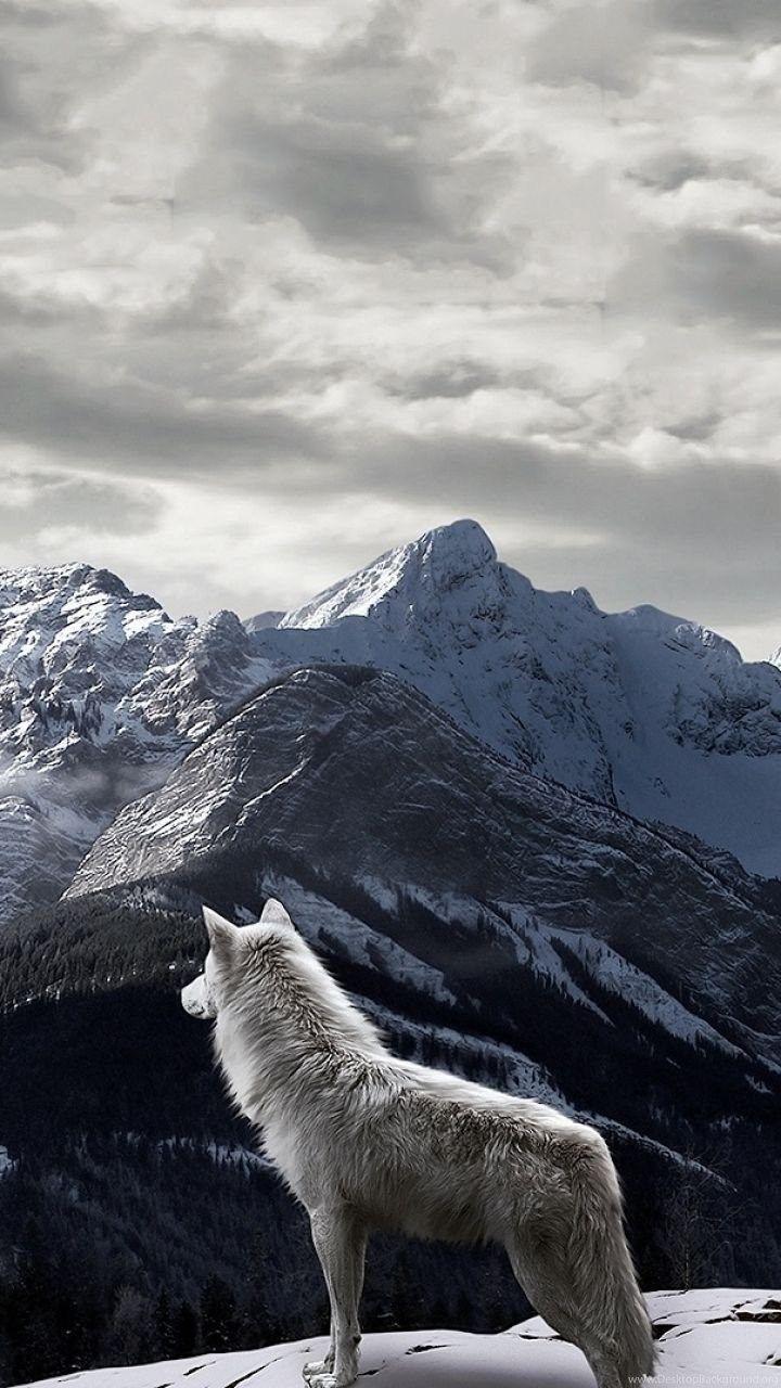 Wolf iPhone Image.jpg