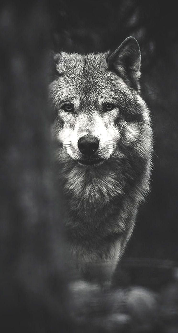 Wolf iPhone Wallpapers.jpg
