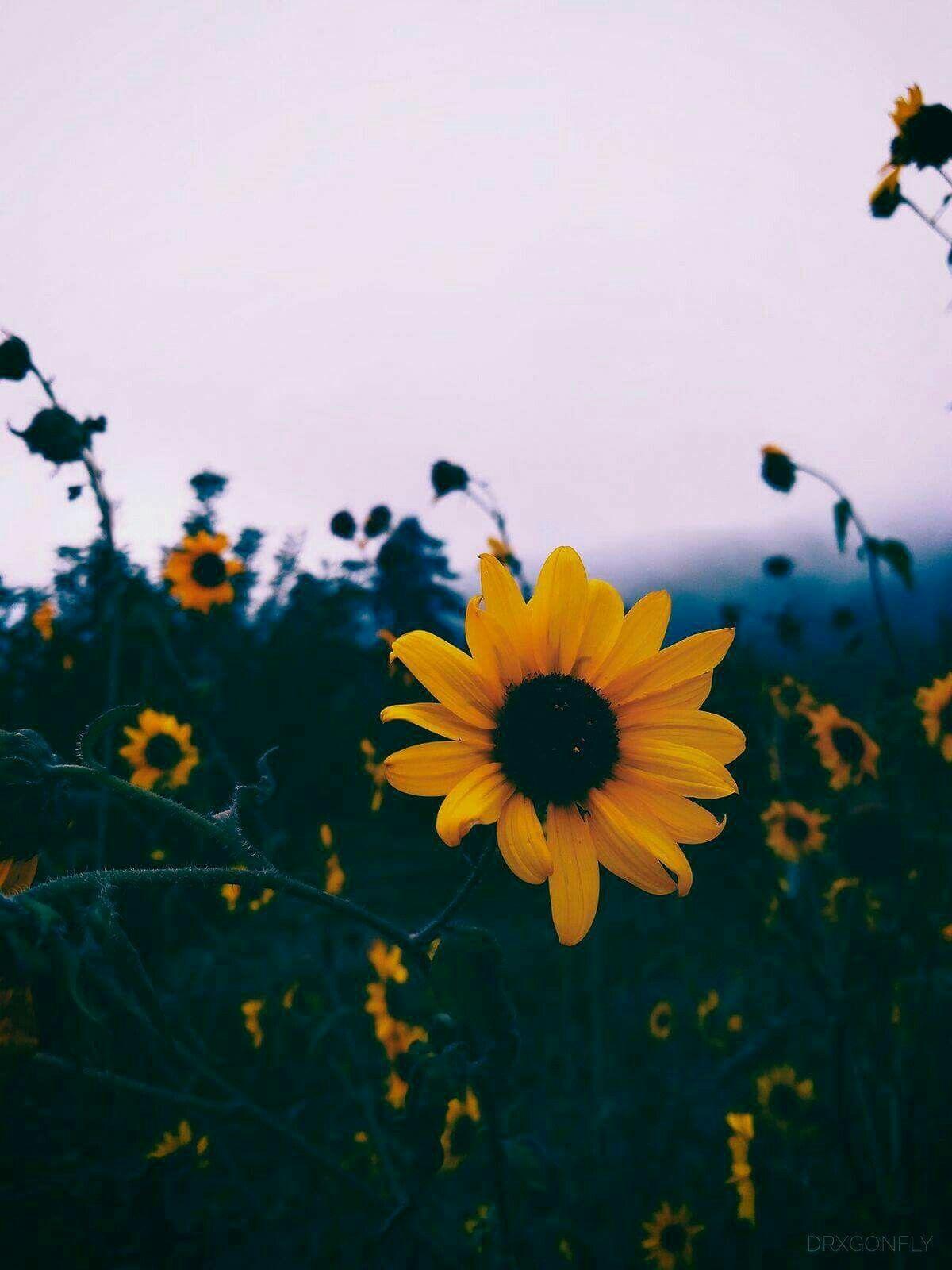 Aesthetic Sunflower Phone images.jpg