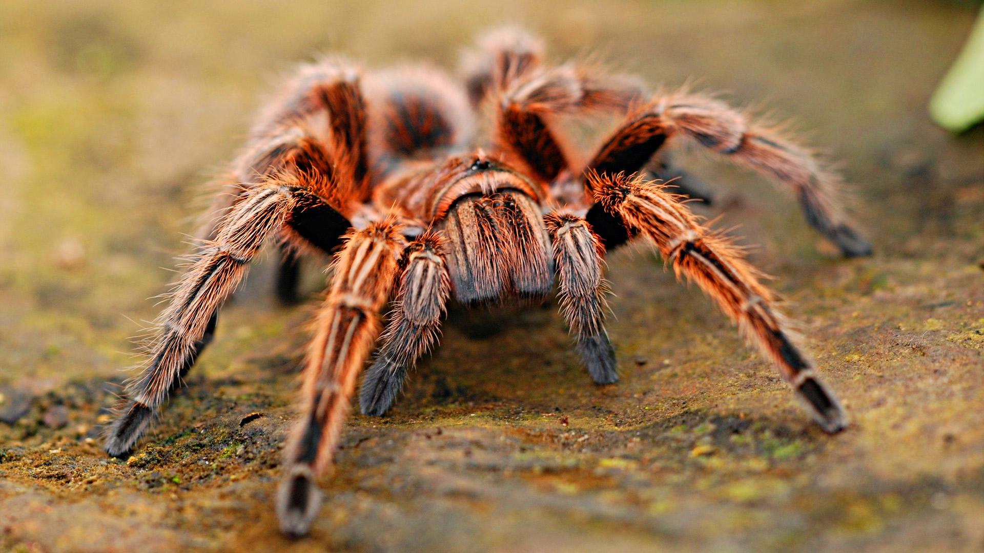 Spider wallpapers.jpg