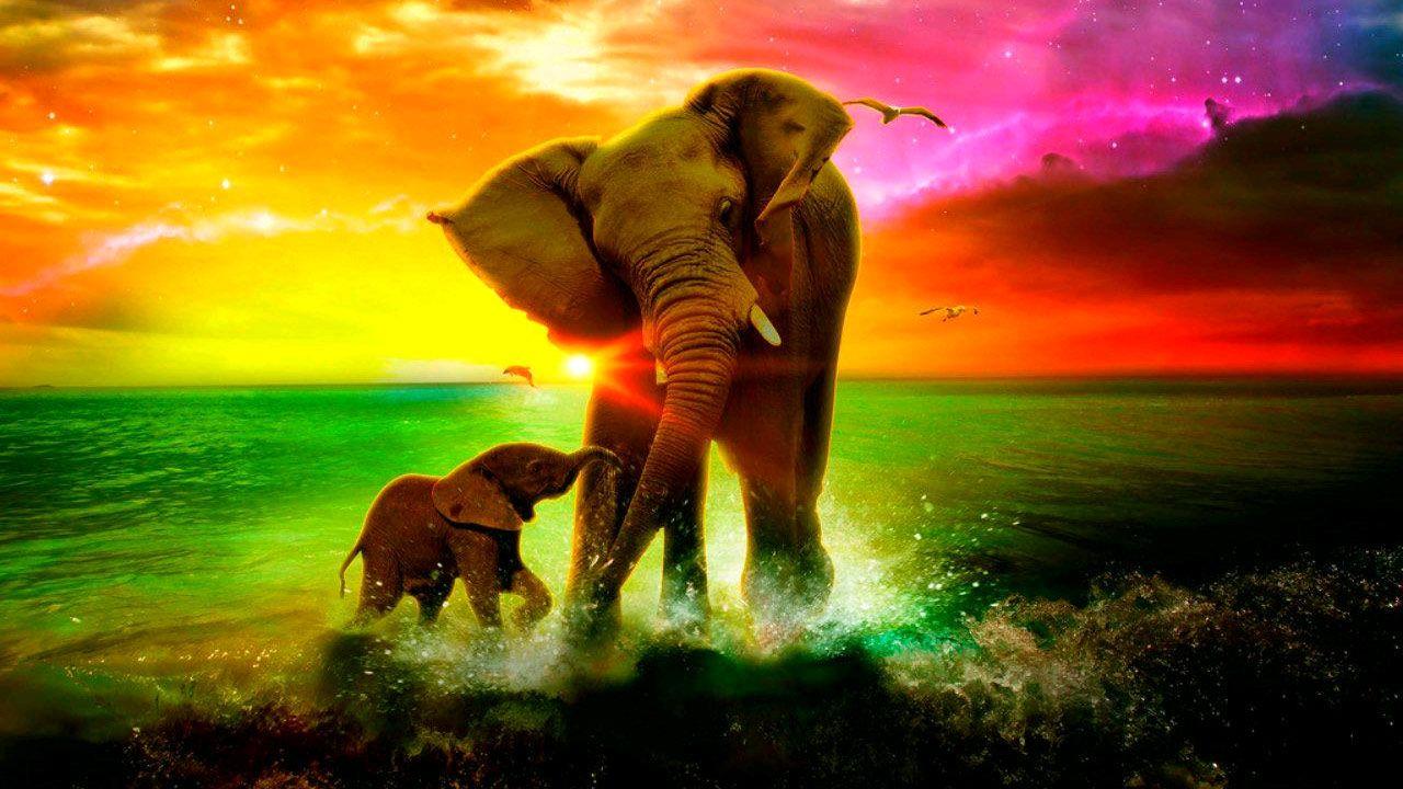 Elephant Pictures.jpg