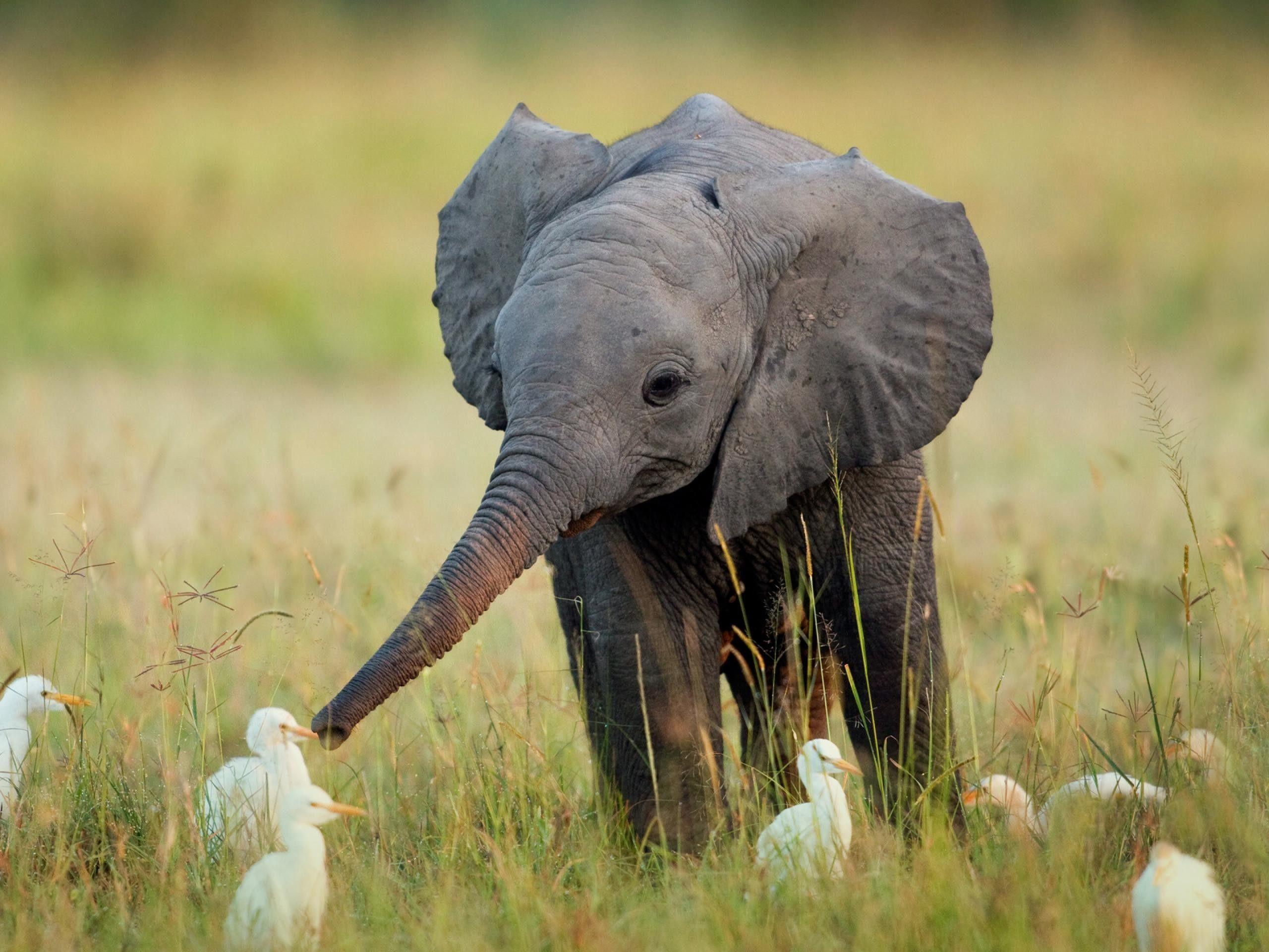 Elephant Images.jpg