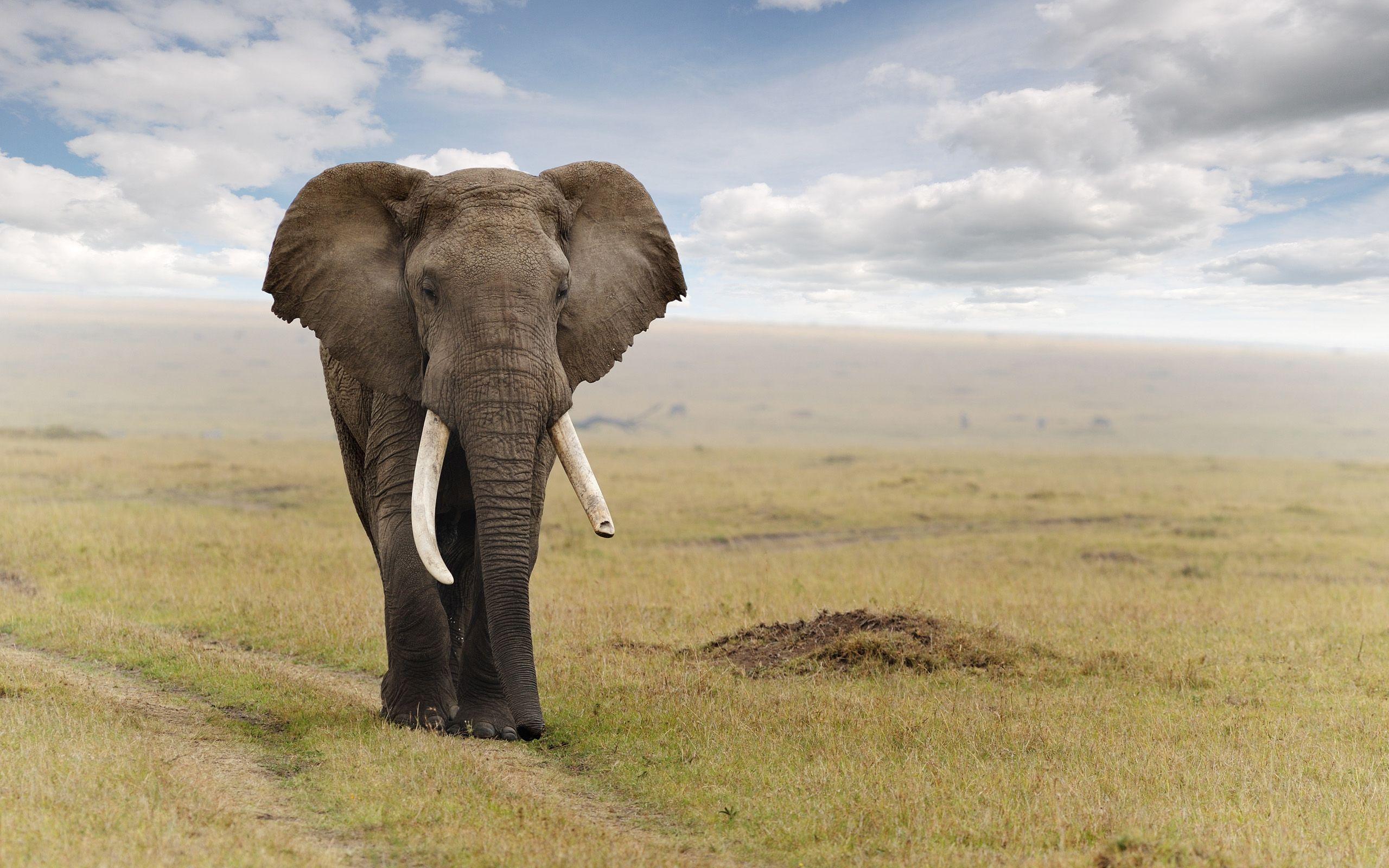 Elephant Image.jpg