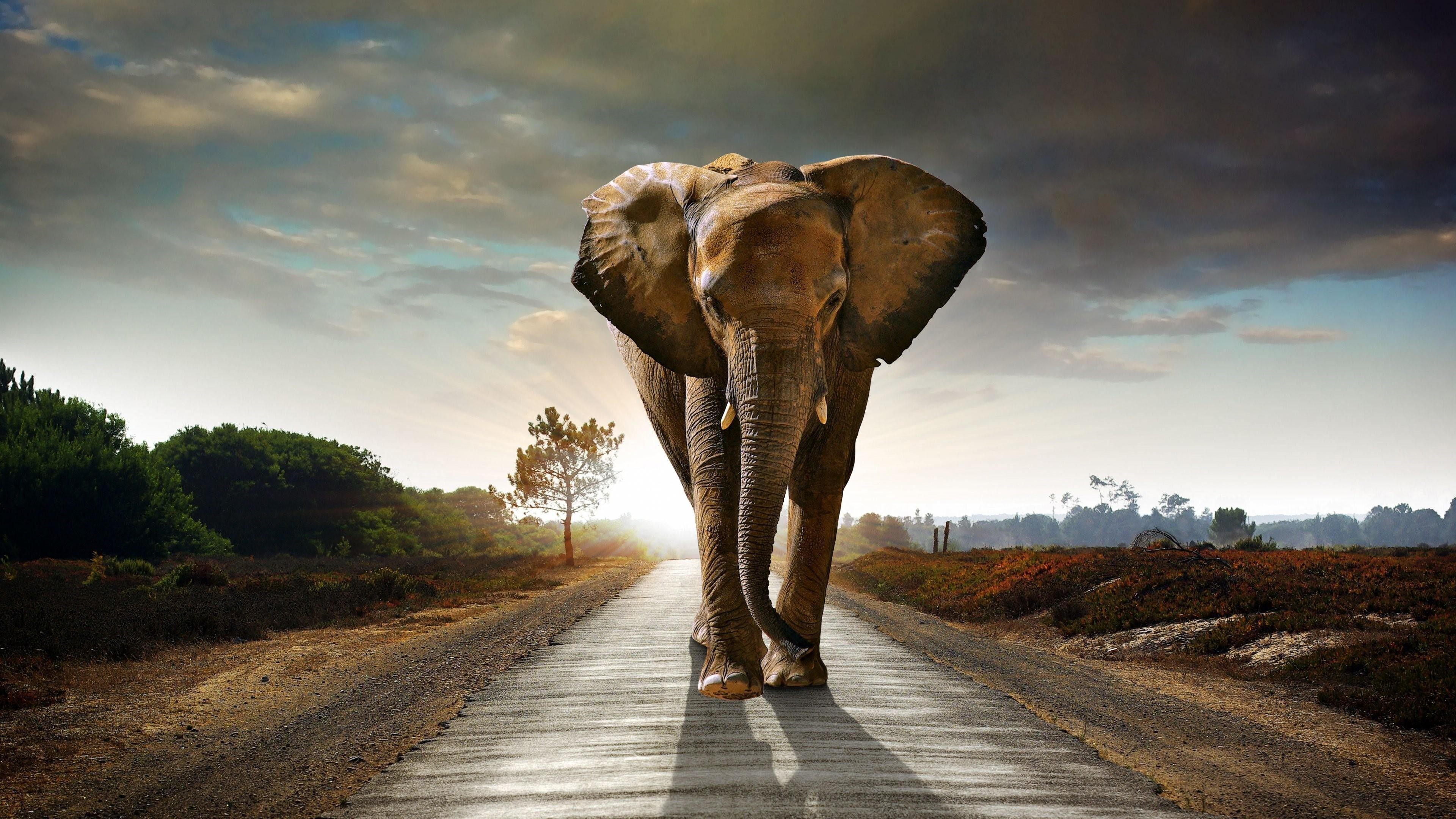Elephant Wallpapers.jpg