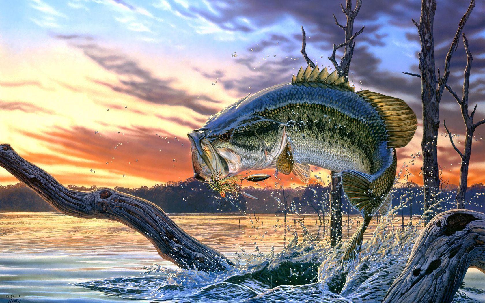 Bass Fishing Wallpapers.jpg
