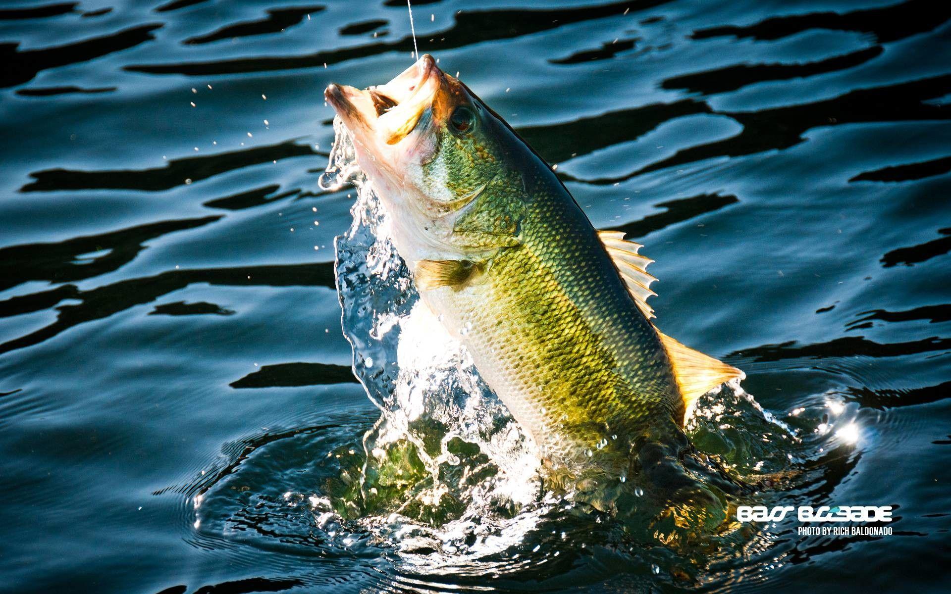 Bass Fishing Wallpaper.jpg