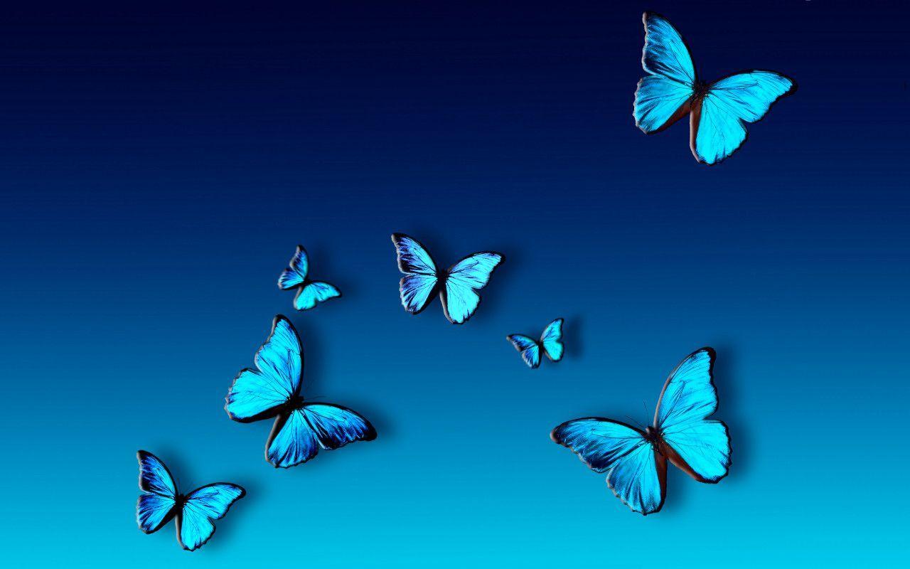 Blue Butterfly Wallpaper.jpg