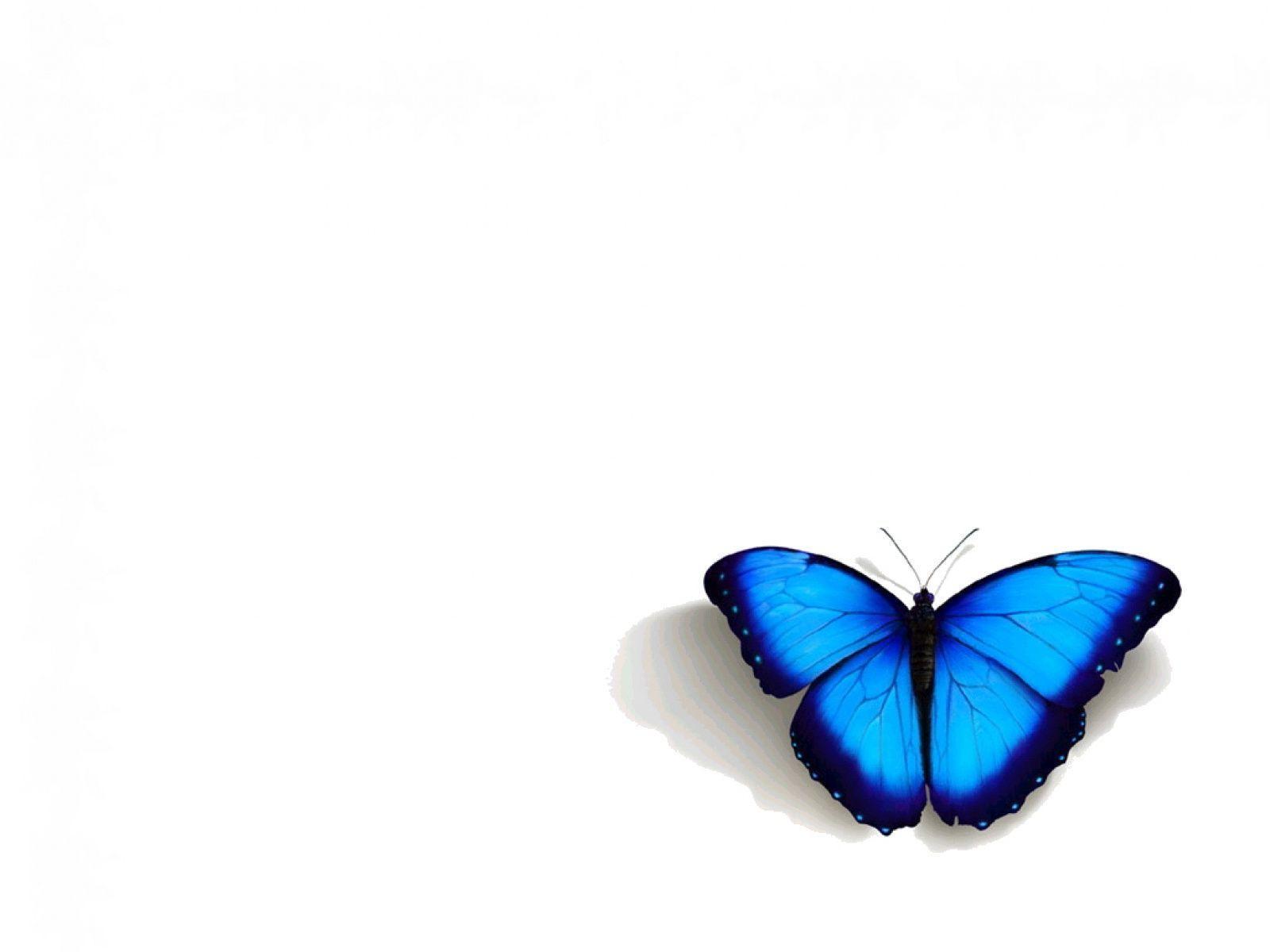 Blue Butterfly pics.jpg