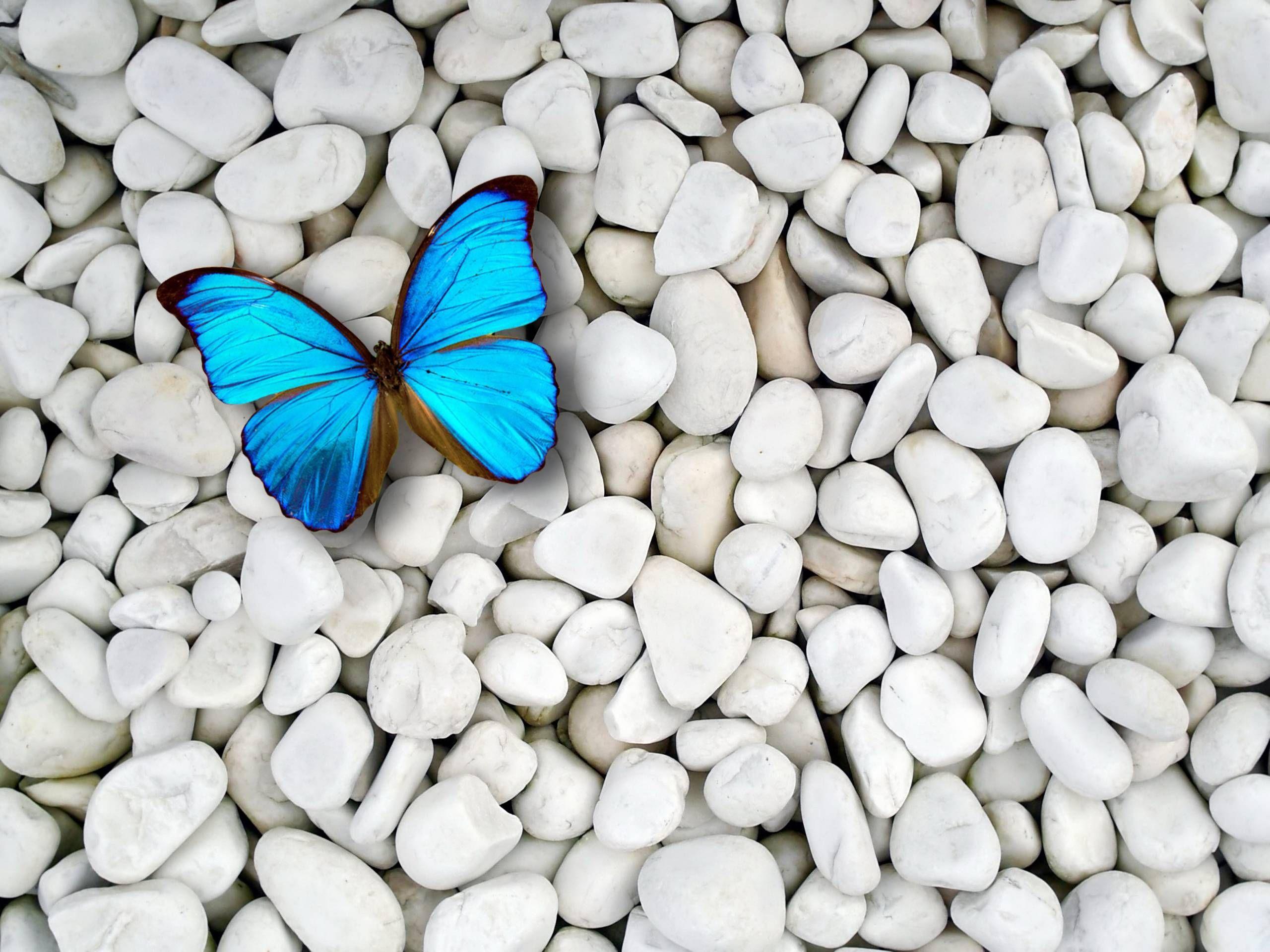 Blue Butterfly photos.jpg